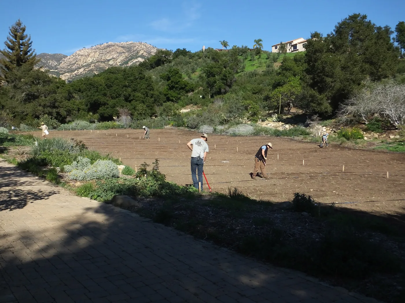 Meadow Restoration Project, Year 2, Wildflower Seed Sowing and Raking in Lupine Seed