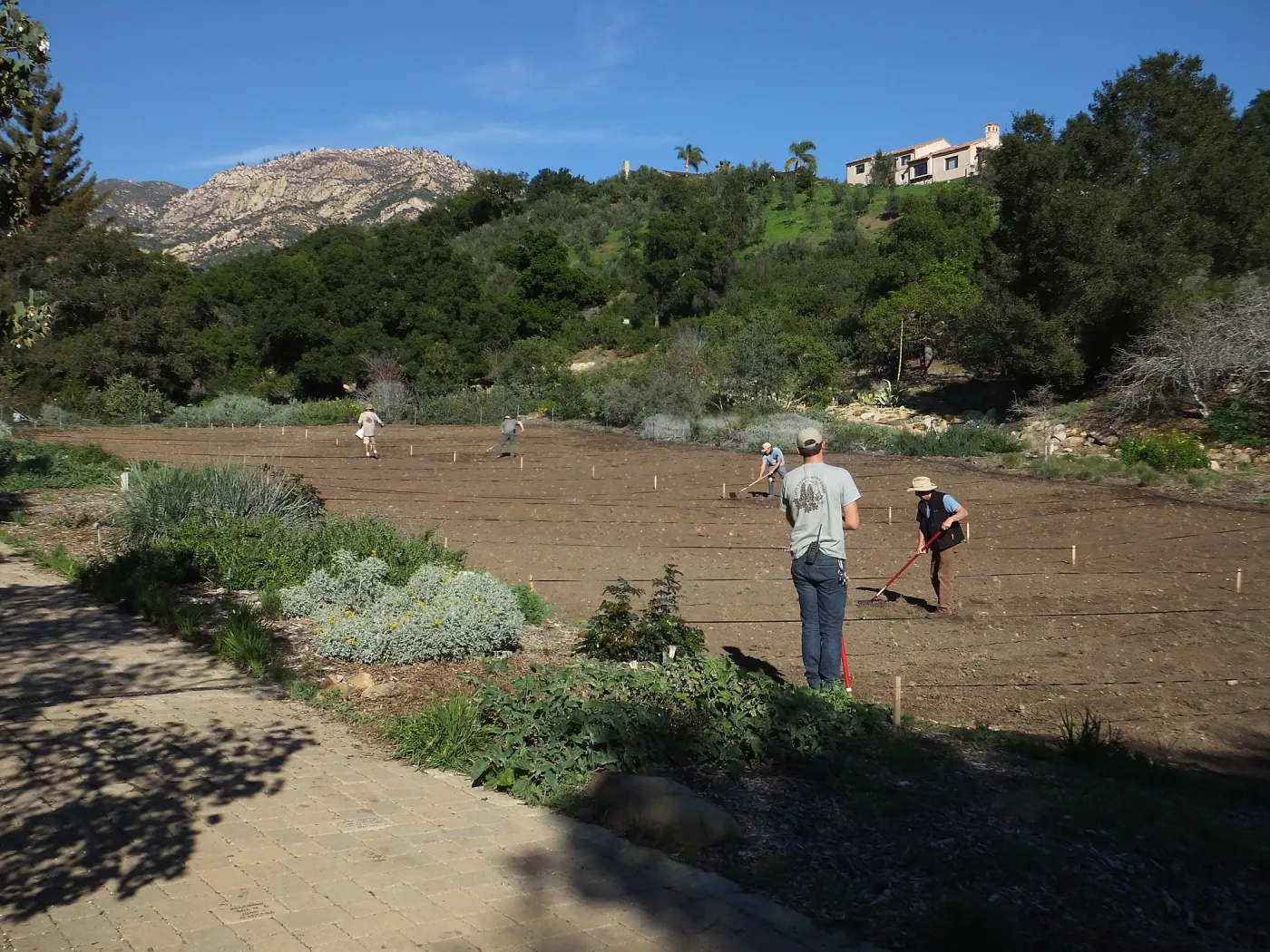 Meadow Restoration Project, Year 2, Wildflower Seed Sowing and Raking in Lupine Seed