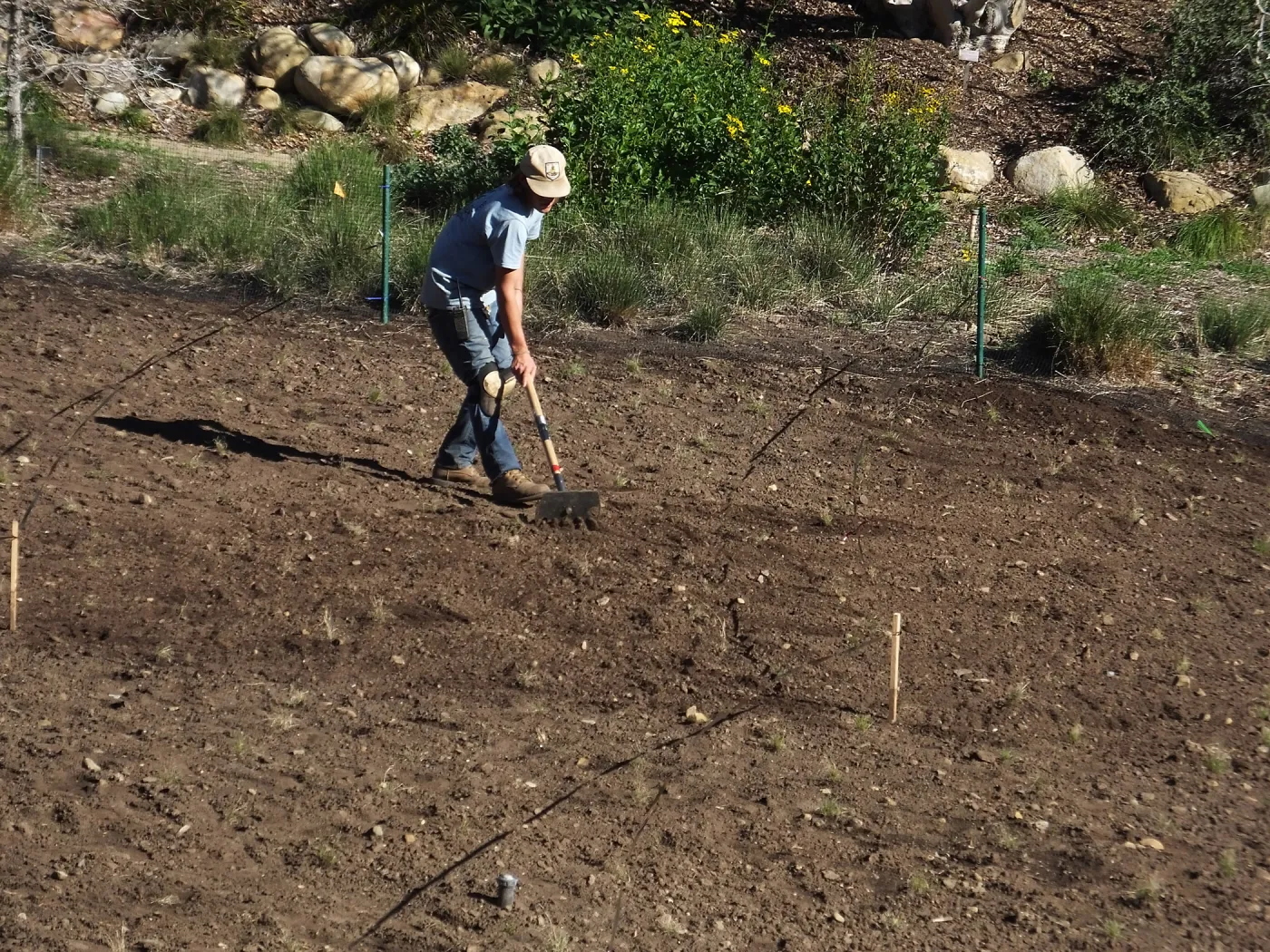 Meadow Restoration Project, Year 2, Raking in Lupine Seed