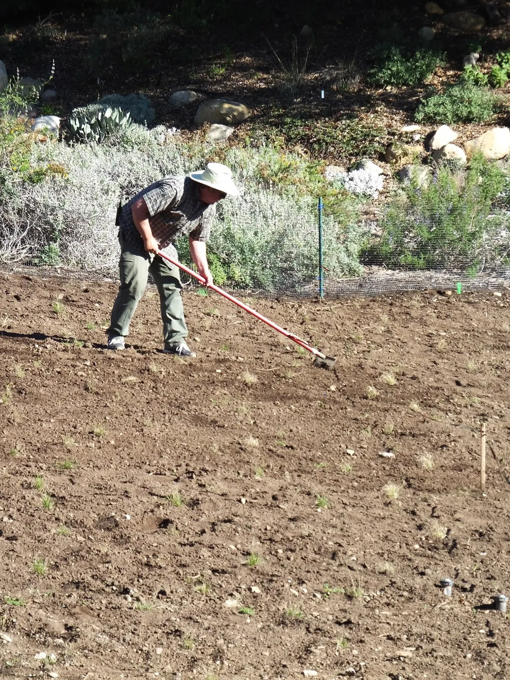 Meadow Restoration Project, Year 2, Raking in Lupine Seed