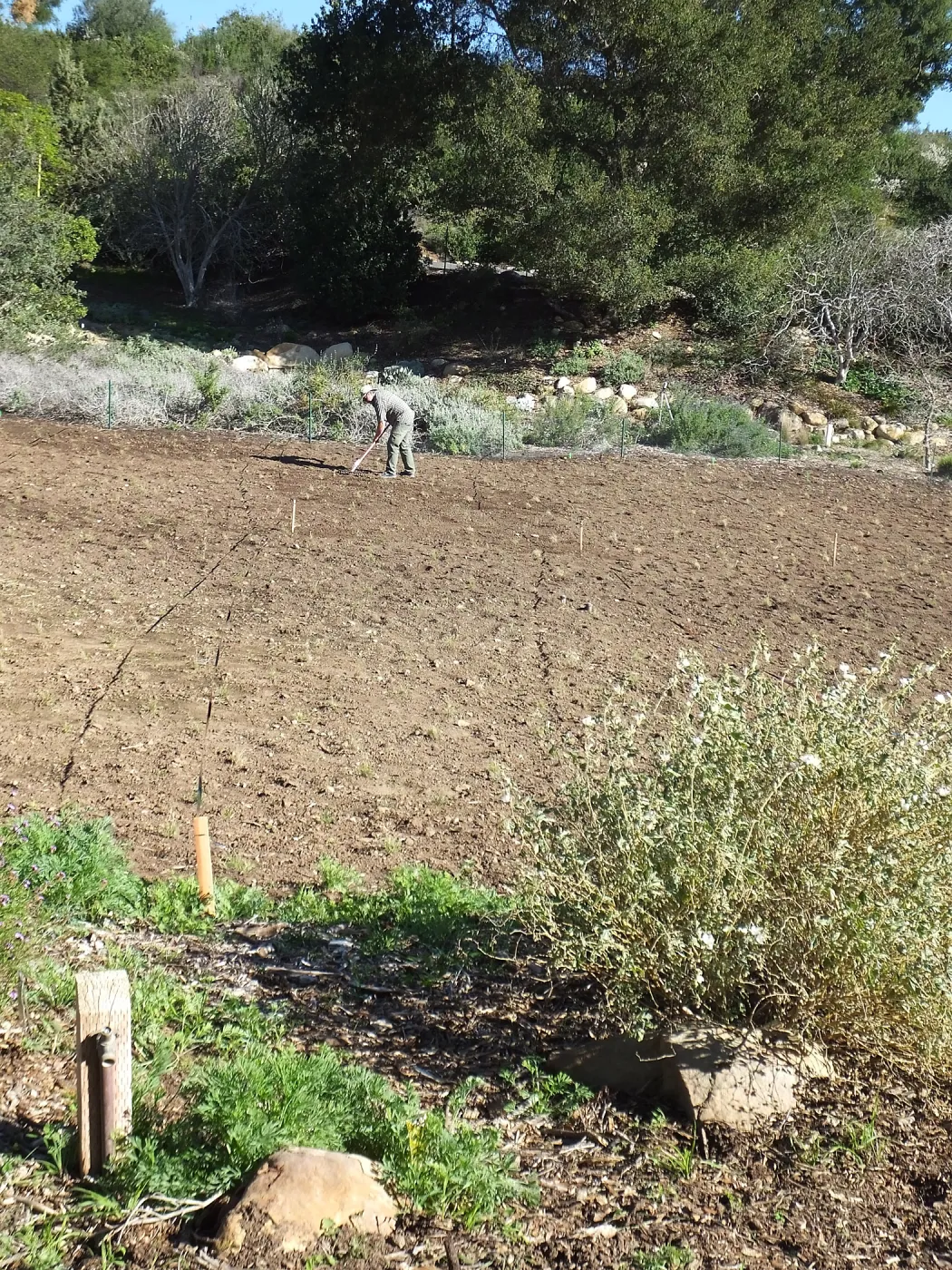 Meadow Restoration Project, Year 2, Raking in Lupine Seed