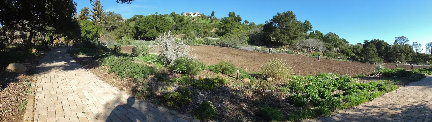 Meadow Restoration Project, Year 2, Raking in Lupine Seed
