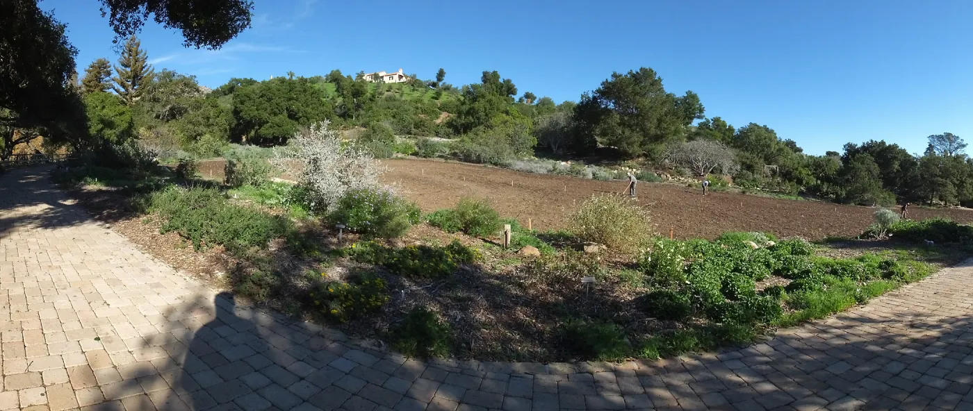 Meadow Restoration Project, Year 2, Raking in Lupine Seed
