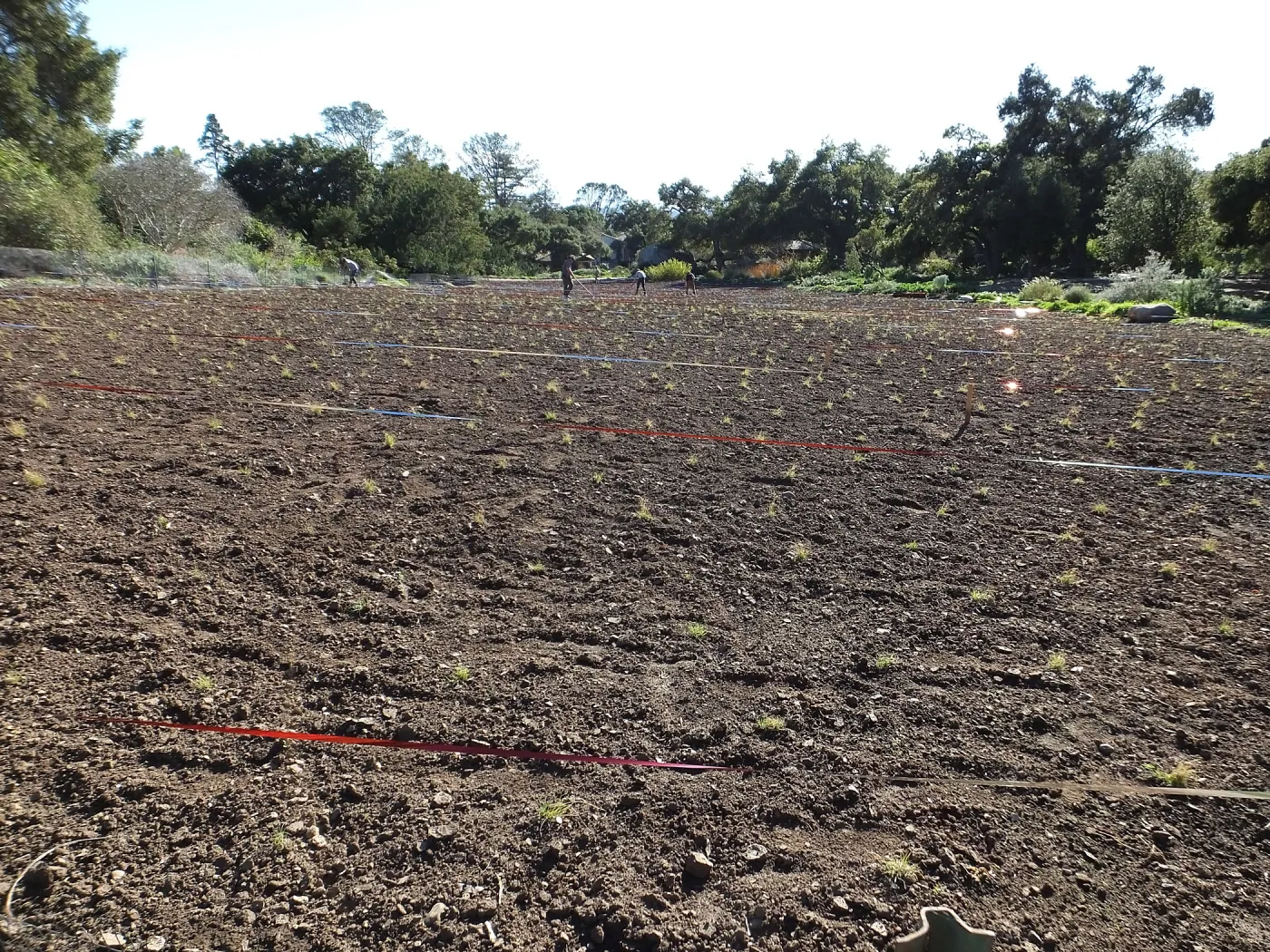 Meadow Restoration Project, Year 2, Raking in Lupine Seed