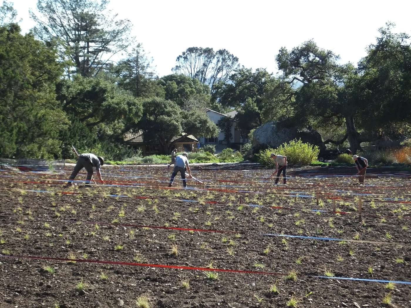 Meadow Restoration Project, Year 2, Raking in Lupine Seed