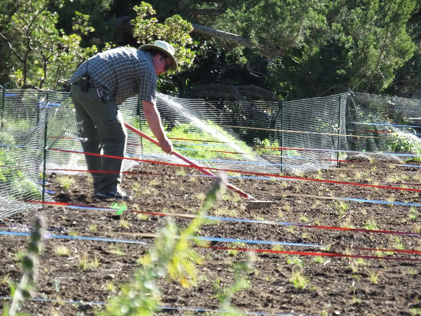 Meadow Restoration Project, Year 2, Raking in Lupine Seed