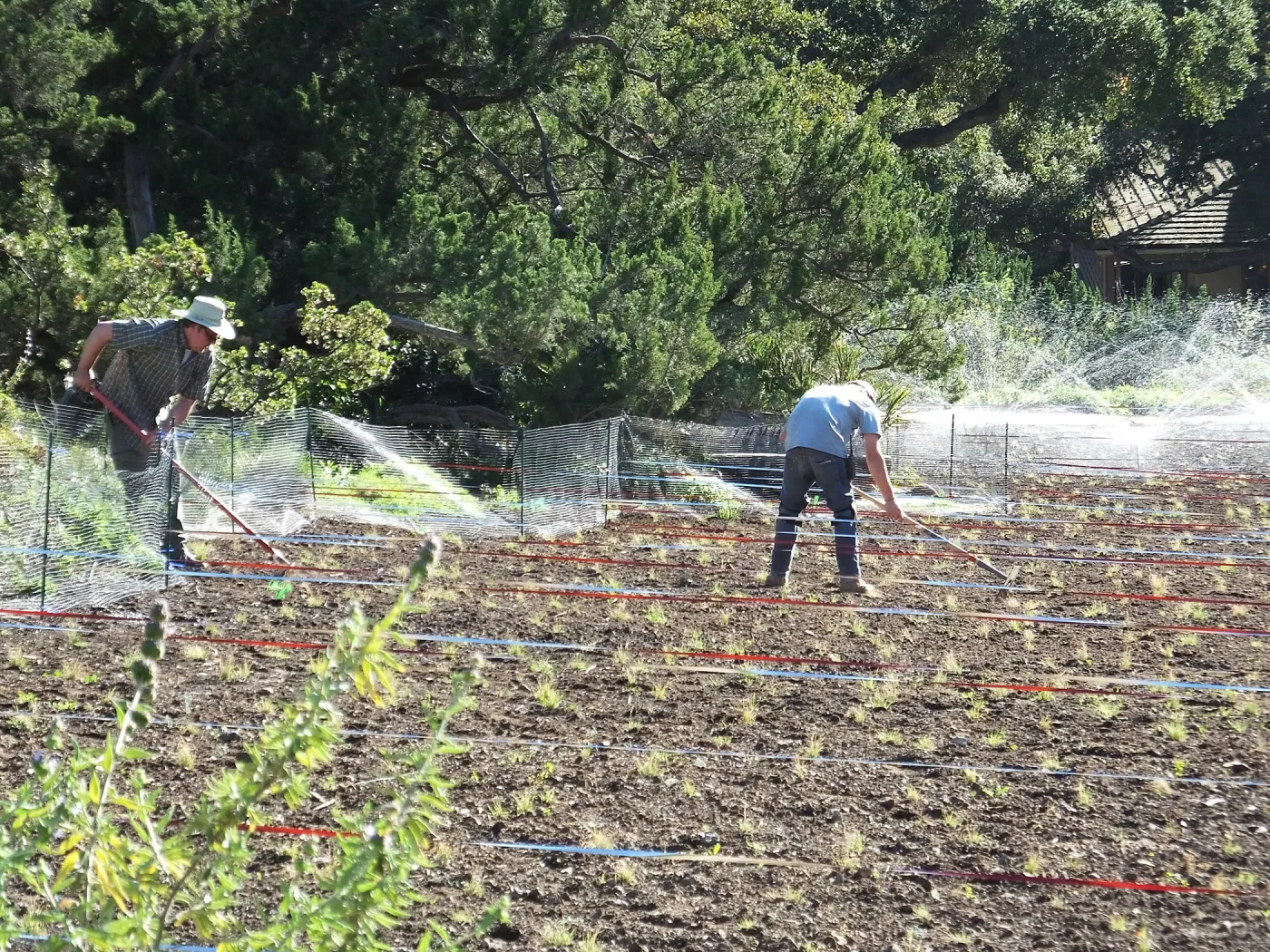 Meadow Restoration Project, Year 2, Raking in Lupine Seed