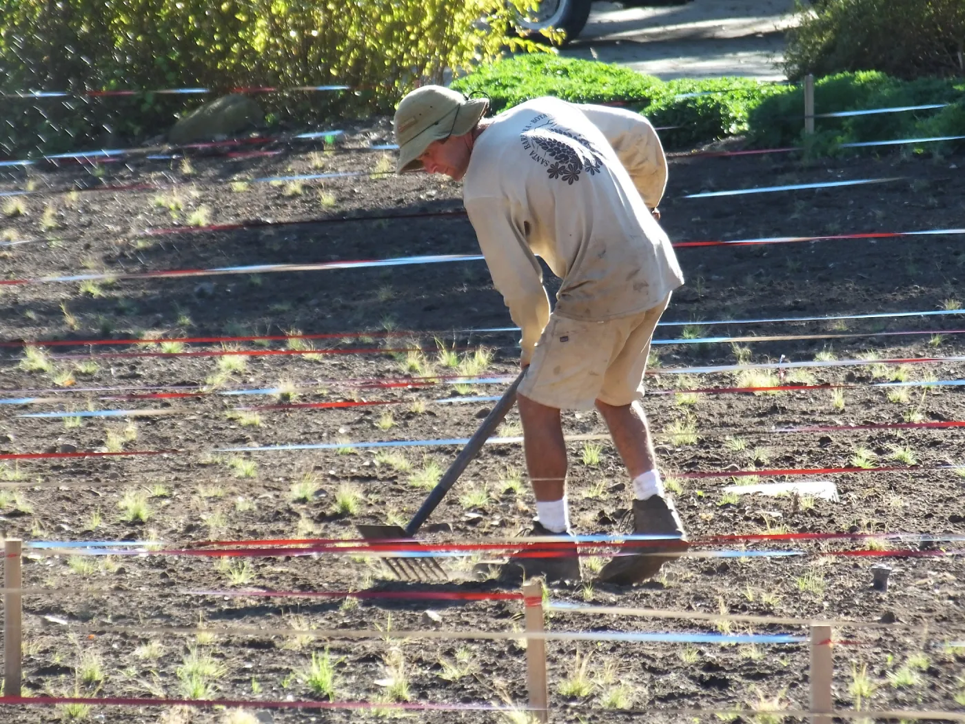 Meadow Restoration Project, Year 2, Raking in Lupine Seed