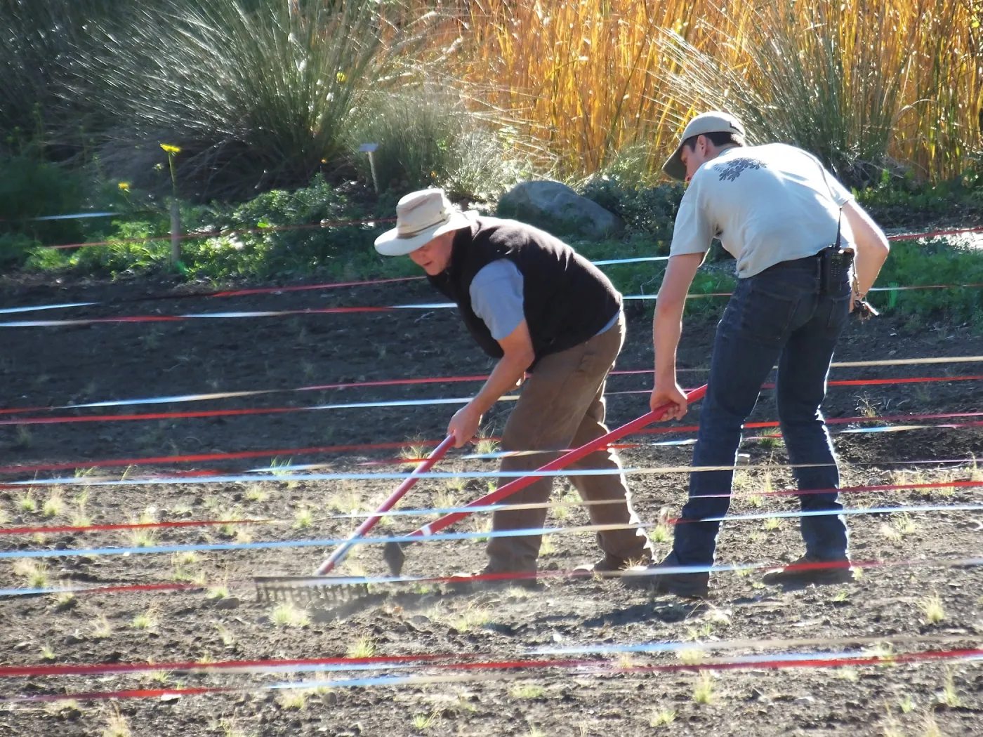 Meadow Restoration Project, Year 2, Raking in Lupine Seed
