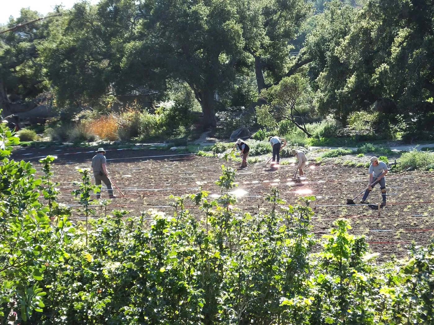 Meadow Restoration Project, Year 2, Raking in Lupine Seed