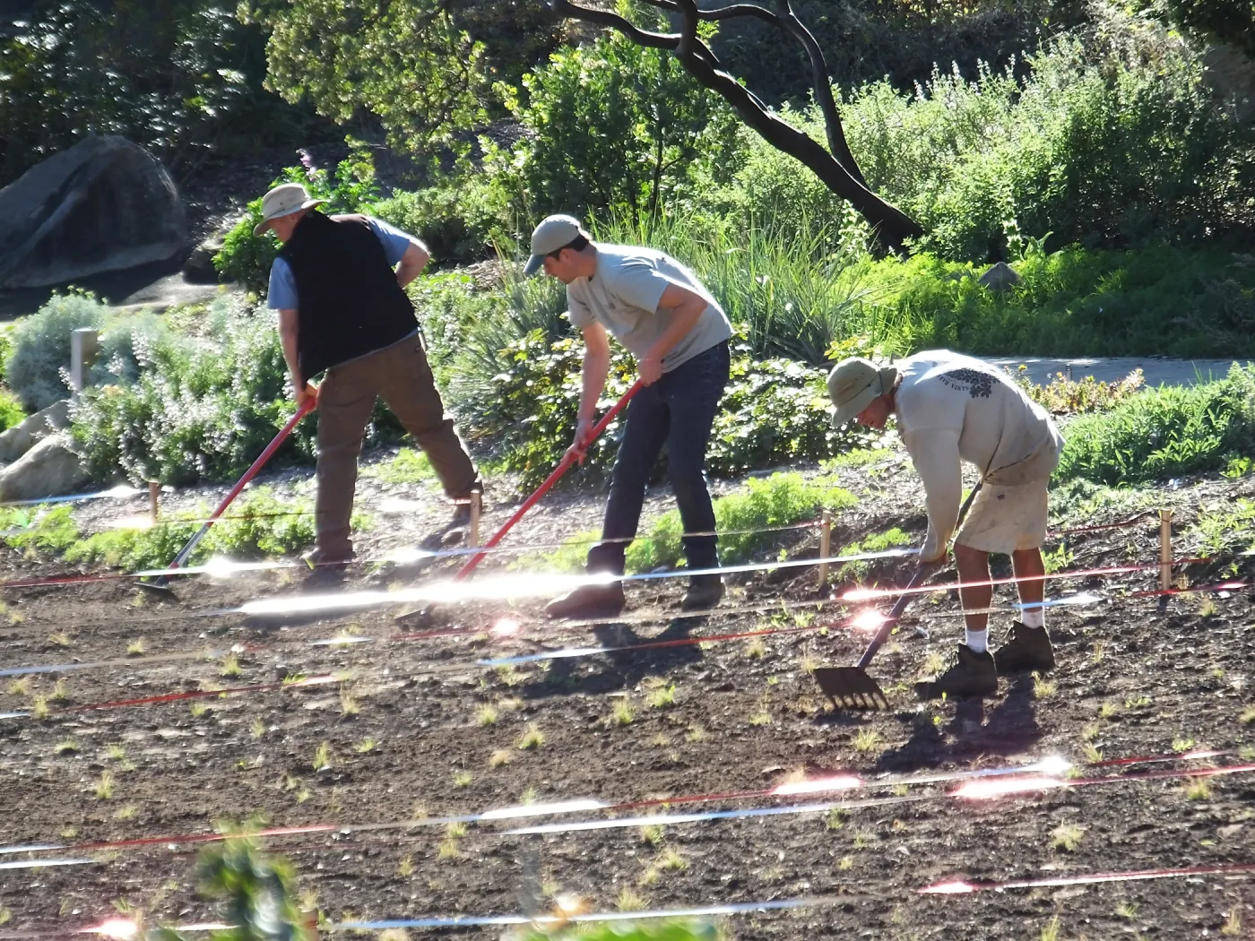 Meadow Restoration Project, Year 2, Raking in Lupine Seed