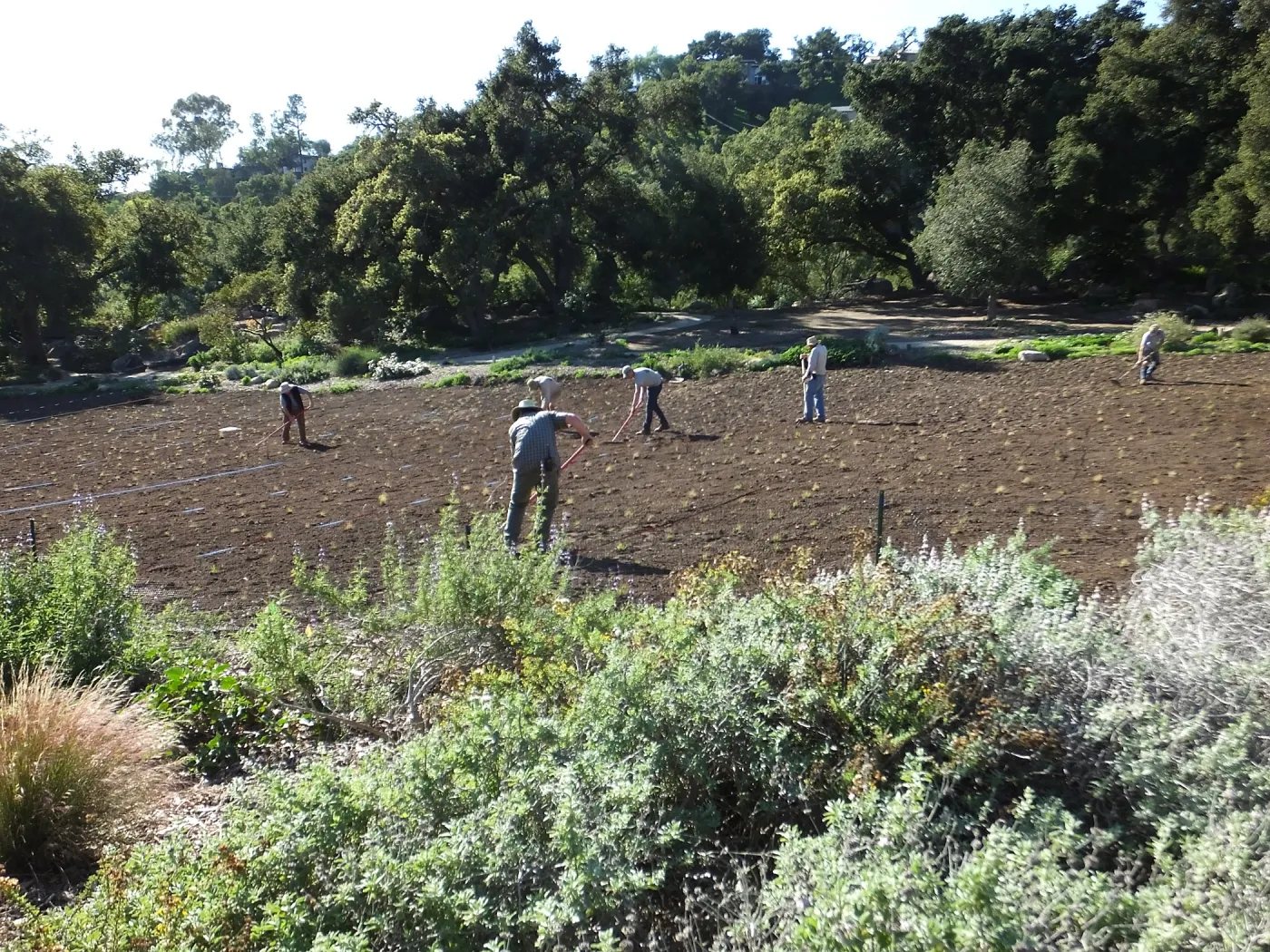 Meadow Restoration Project, Year 2, Raking in Lupine Seed
