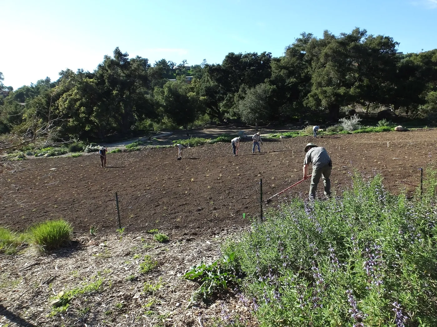 Meadow Restoration Project, Year 2, Raking in Lupine Seed