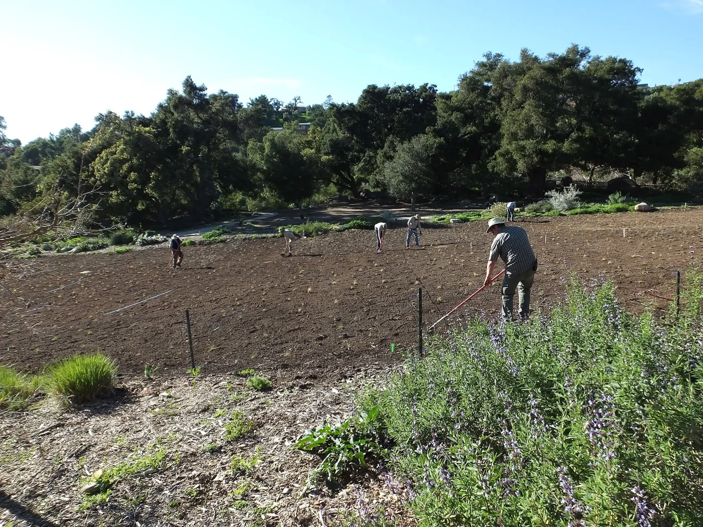 Meadow Restoration Project, Year 2, Raking in Lupine Seed