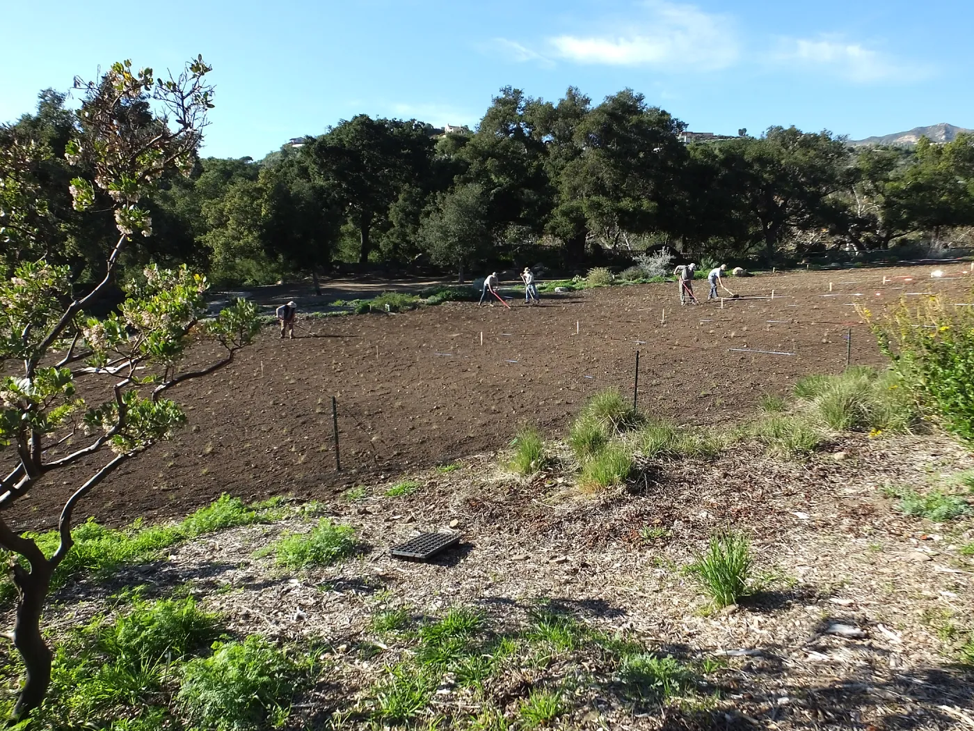 Meadow Restoration Project, Year 2, Raking in Lupine Seed