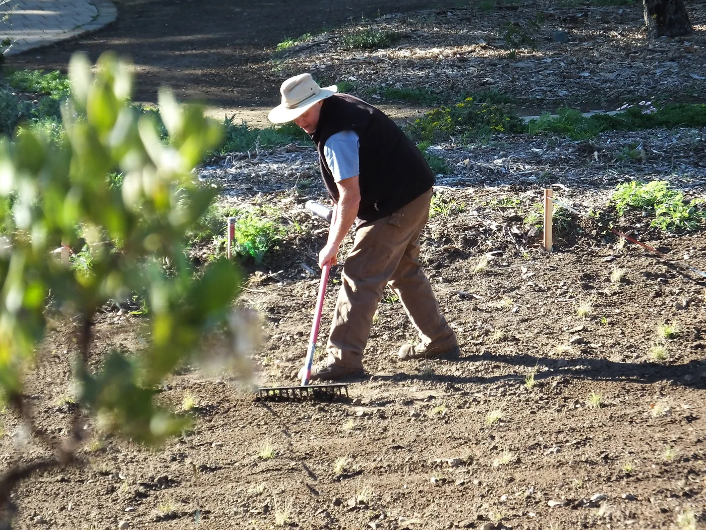 Meadow Restoration Project, Year 2, Raking in Lupine Seed