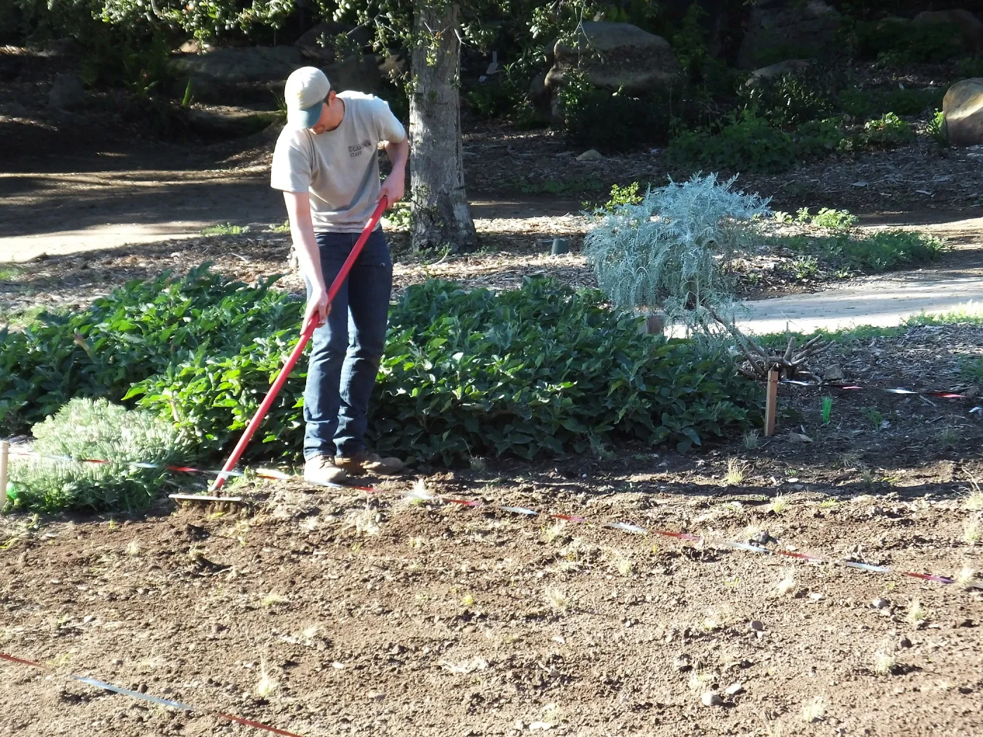 Meadow Restoration Project, Year 2, Raking in Lupine Seed