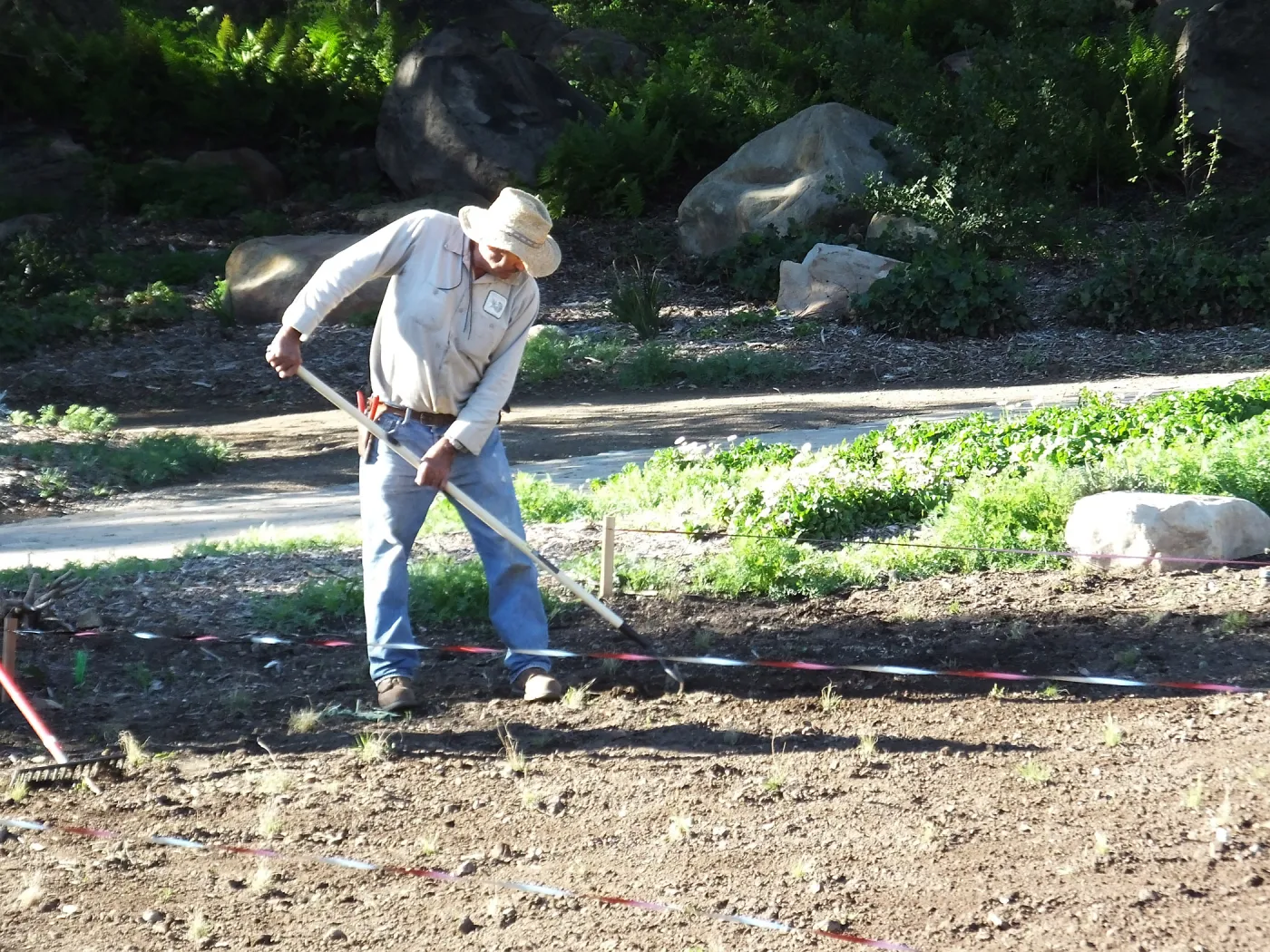 Meadow Restoration Project, Year 2, Raking in Lupine Seed