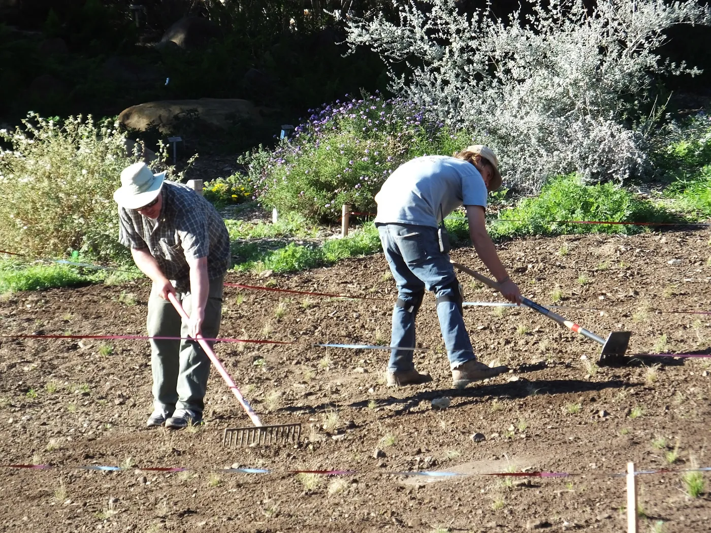 Meadow Restoration Project, Year 2, Raking in Lupine Seed