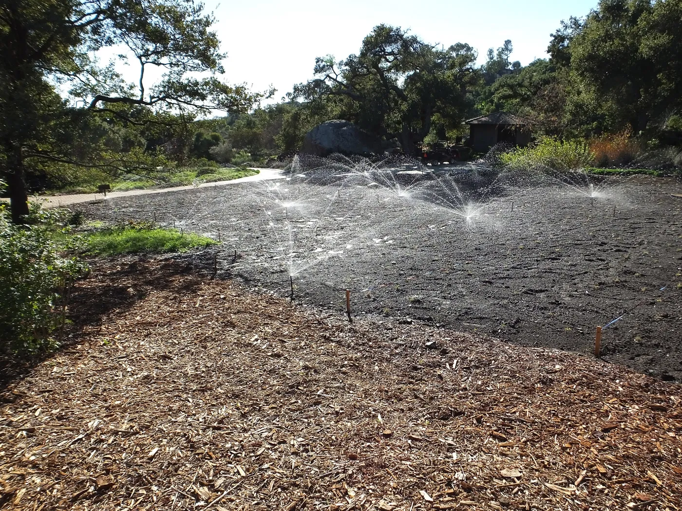 Meadow Restoration Project, Year 2, First Irrigation after Wildflower Seed Sowing