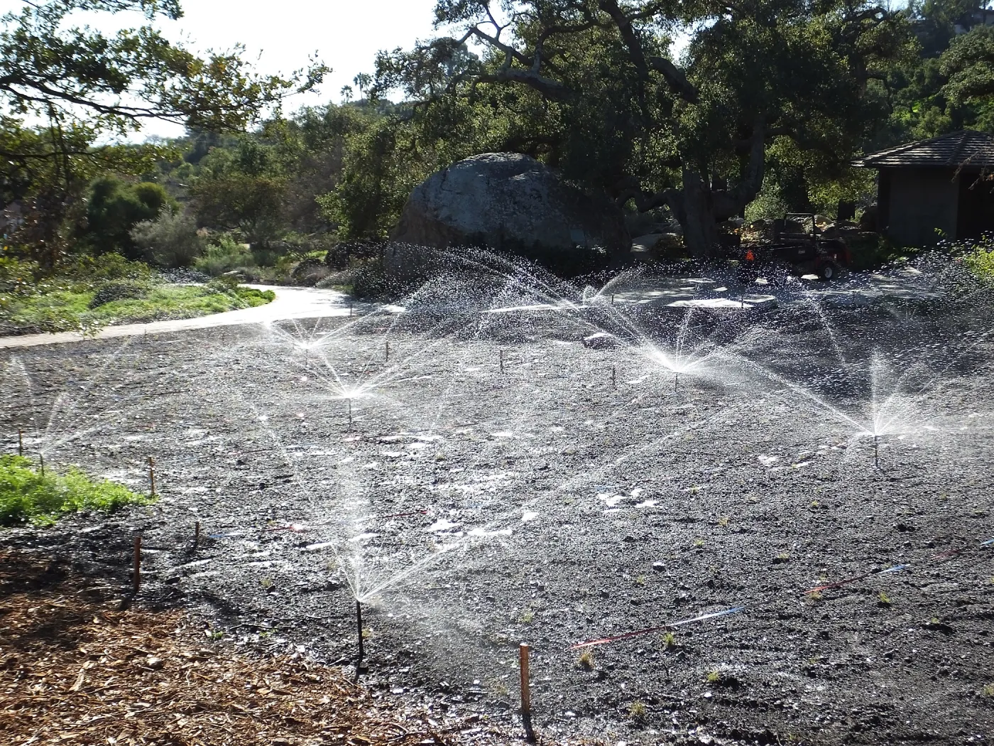Meadow Restoration Project, Year 2, First Irrigation after Wildflower Seed Sowing