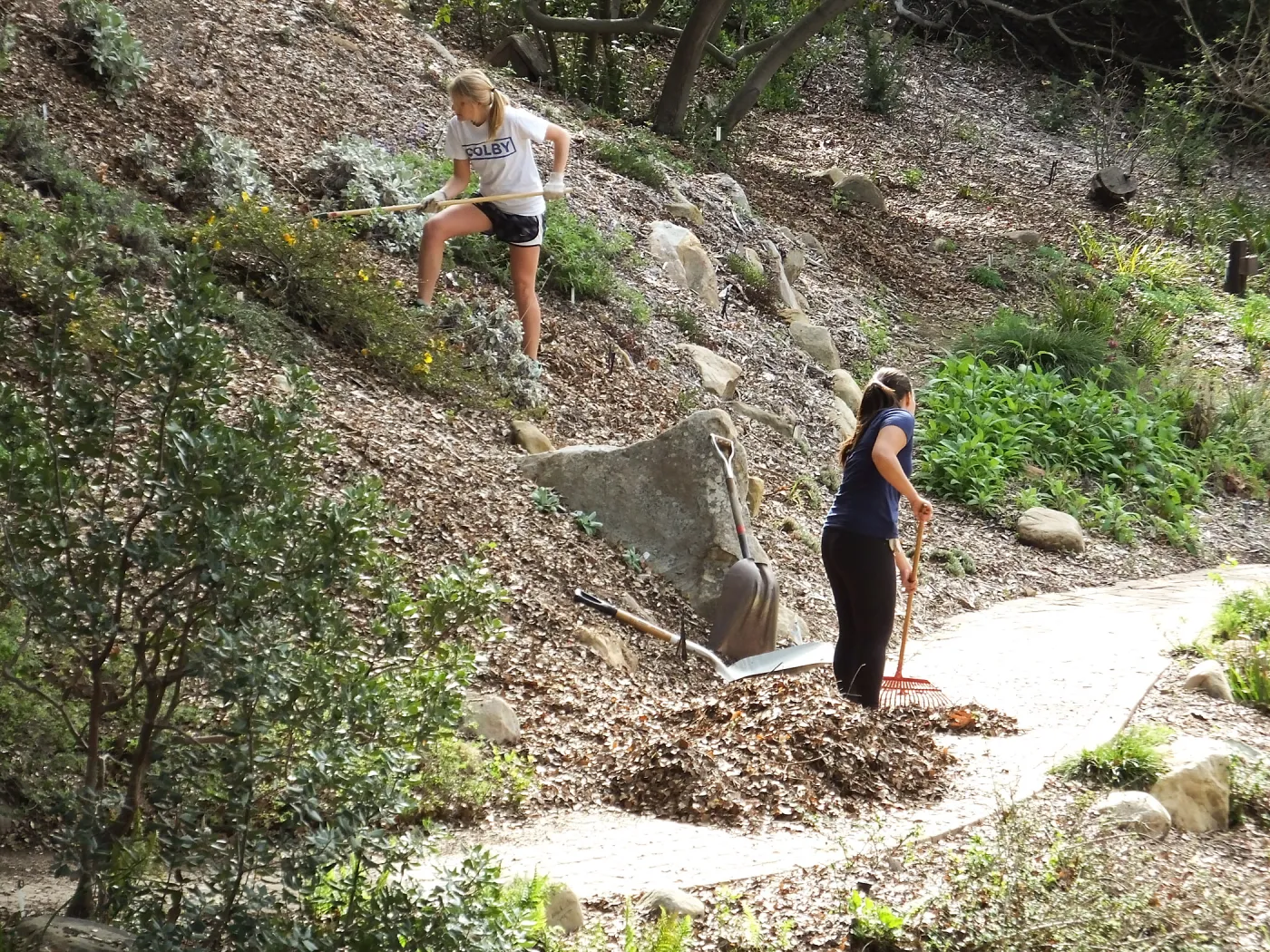 Volunteers from Cate School working in the Arroyo Section