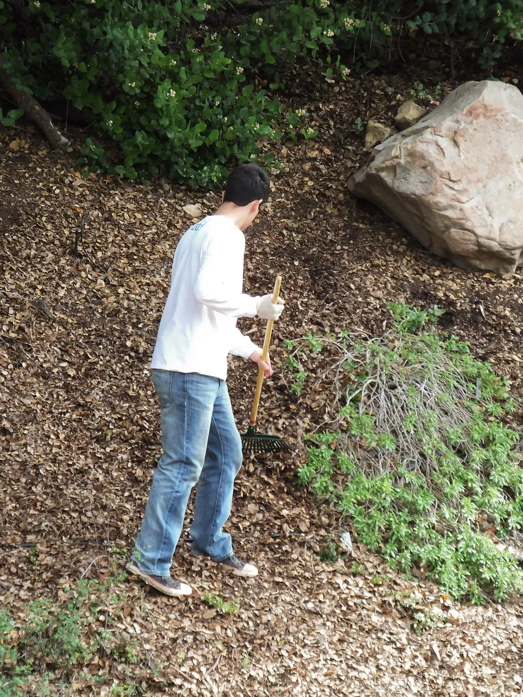 Volunteers from Cate School working in the Arroyo Section