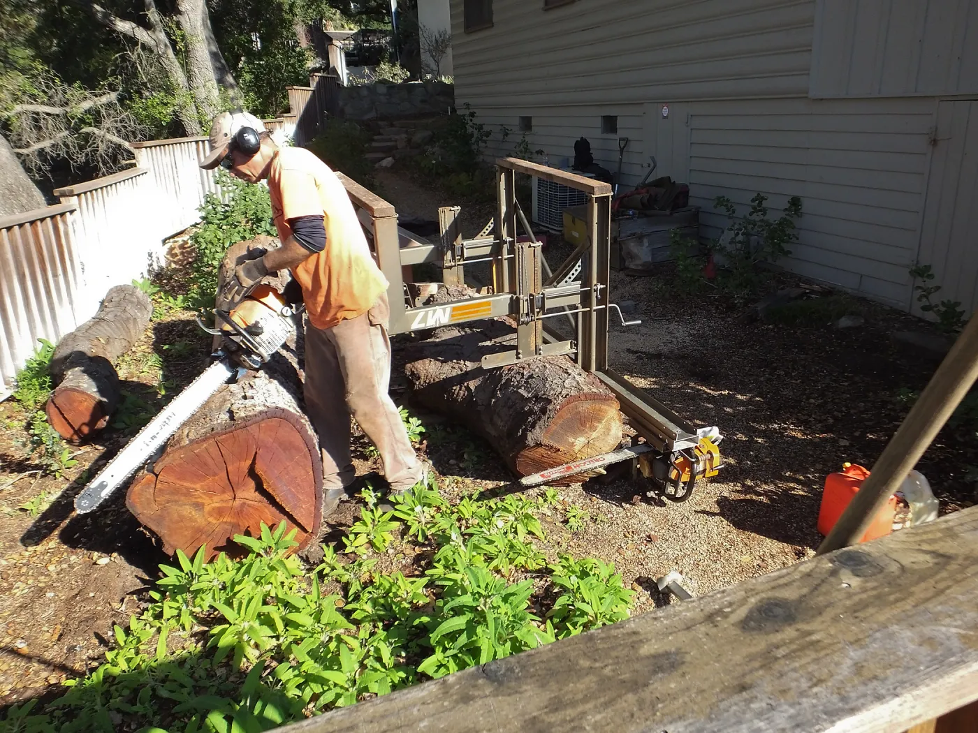 Trunk of former Cottage Oak (Coastal Live Oak) being milled into slabs by Ed Smith of Local Wood