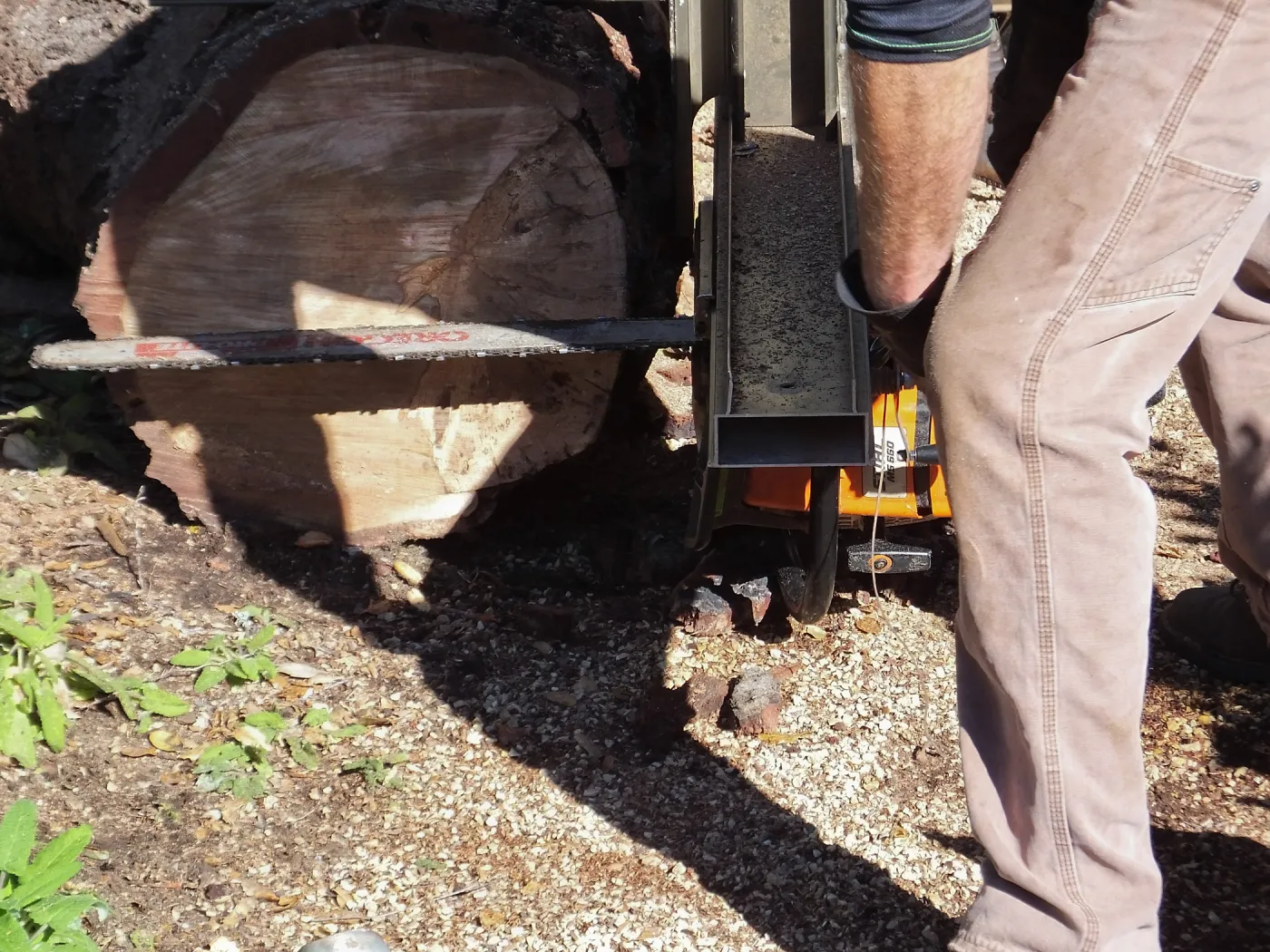 Trunk of former Cottage Oak (Coastal Live Oak) being milled into slabs by Ed Smith of Local Wood