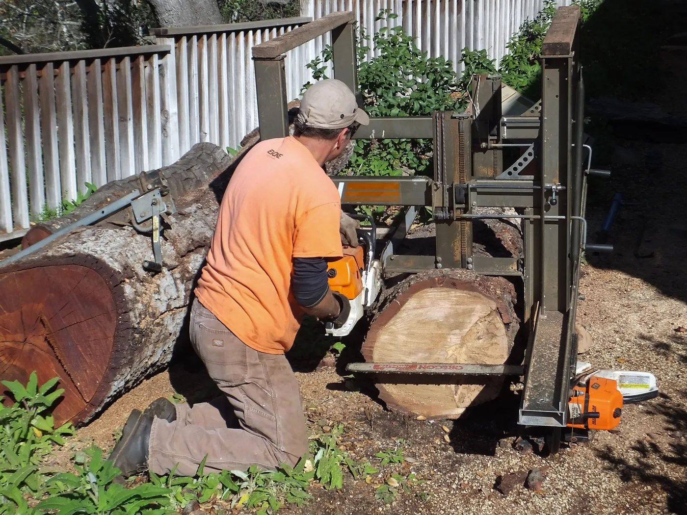 Trunk of former Cottage Oak (Coastal Live Oak) being milled into slabs by Ed Smith of Local Wood