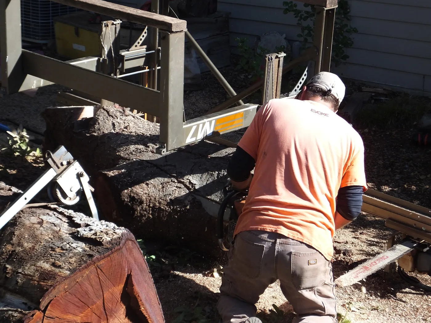 Trunk of former Cottage Oak (Coastal Live Oak) being milled into slabs by Ed Smith of Local Wood
