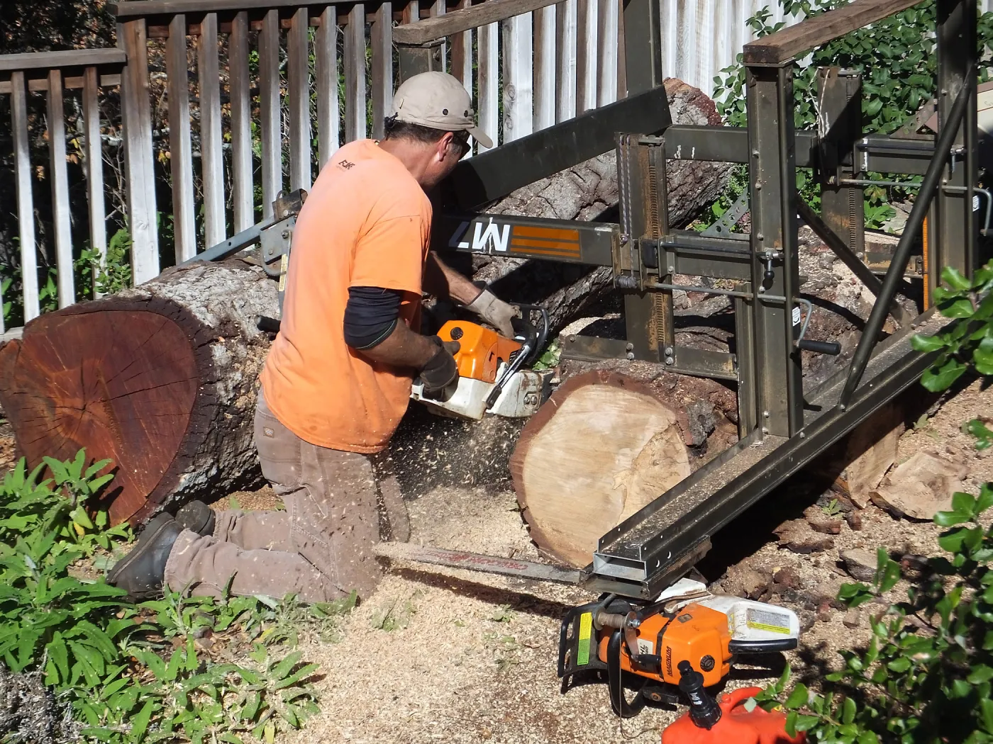 Trunk of former Cottage Oak (Coastal Live Oak)being milled into slabs by Ed Smith of Local Wood