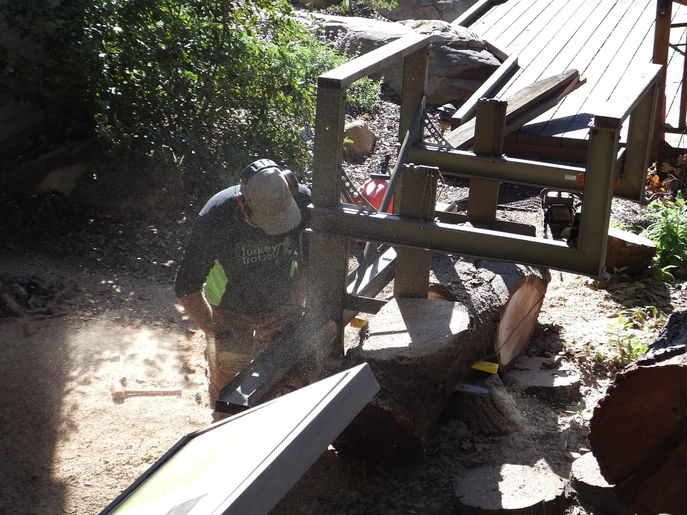 Trunk of former Cottage Oak (Coastal Live Oak) being milled into slabs by Ed Smith of Local Wood