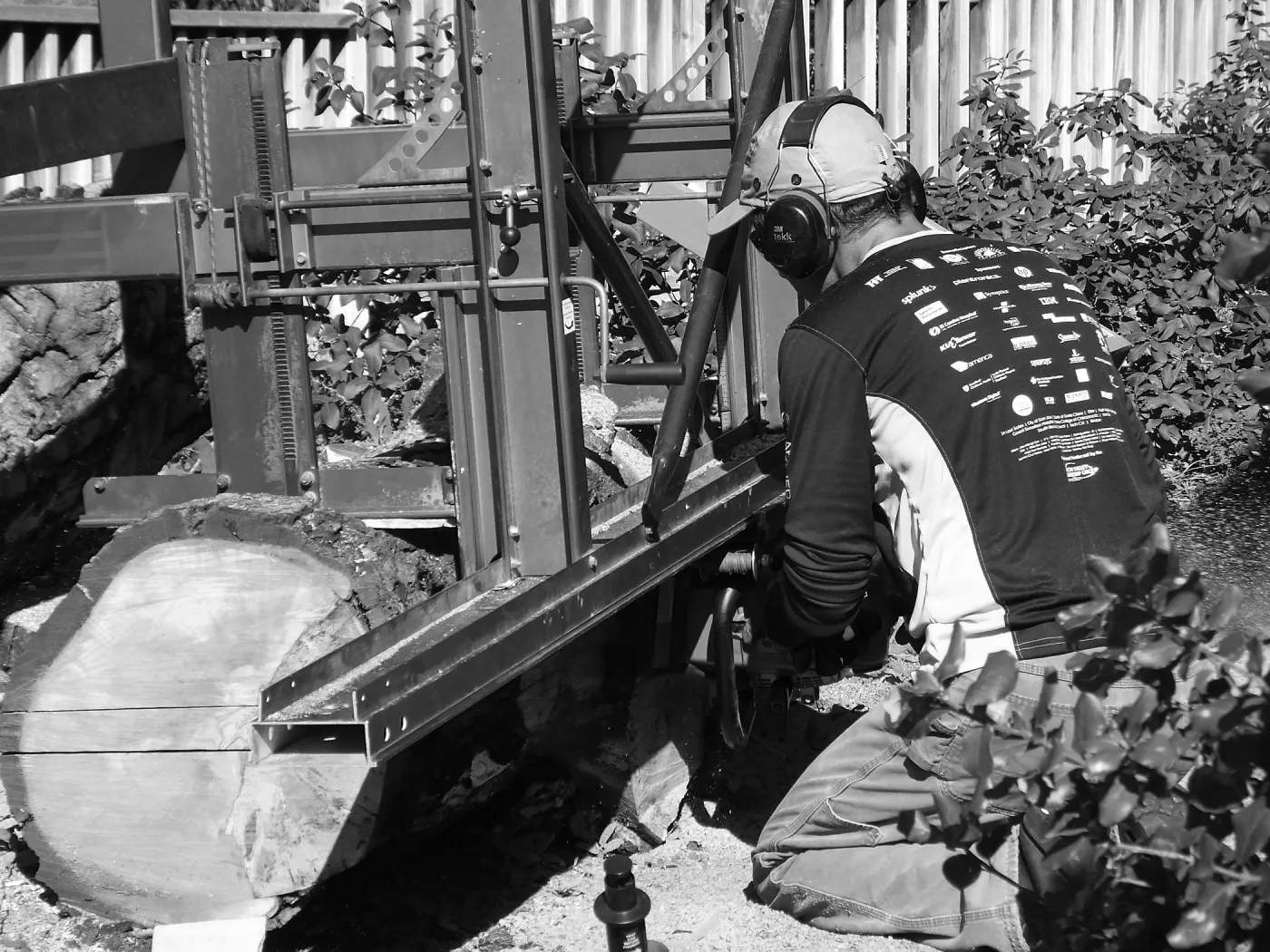 Trunk of former Cottage Oak (Coastal Live Oak) being milled into slabs