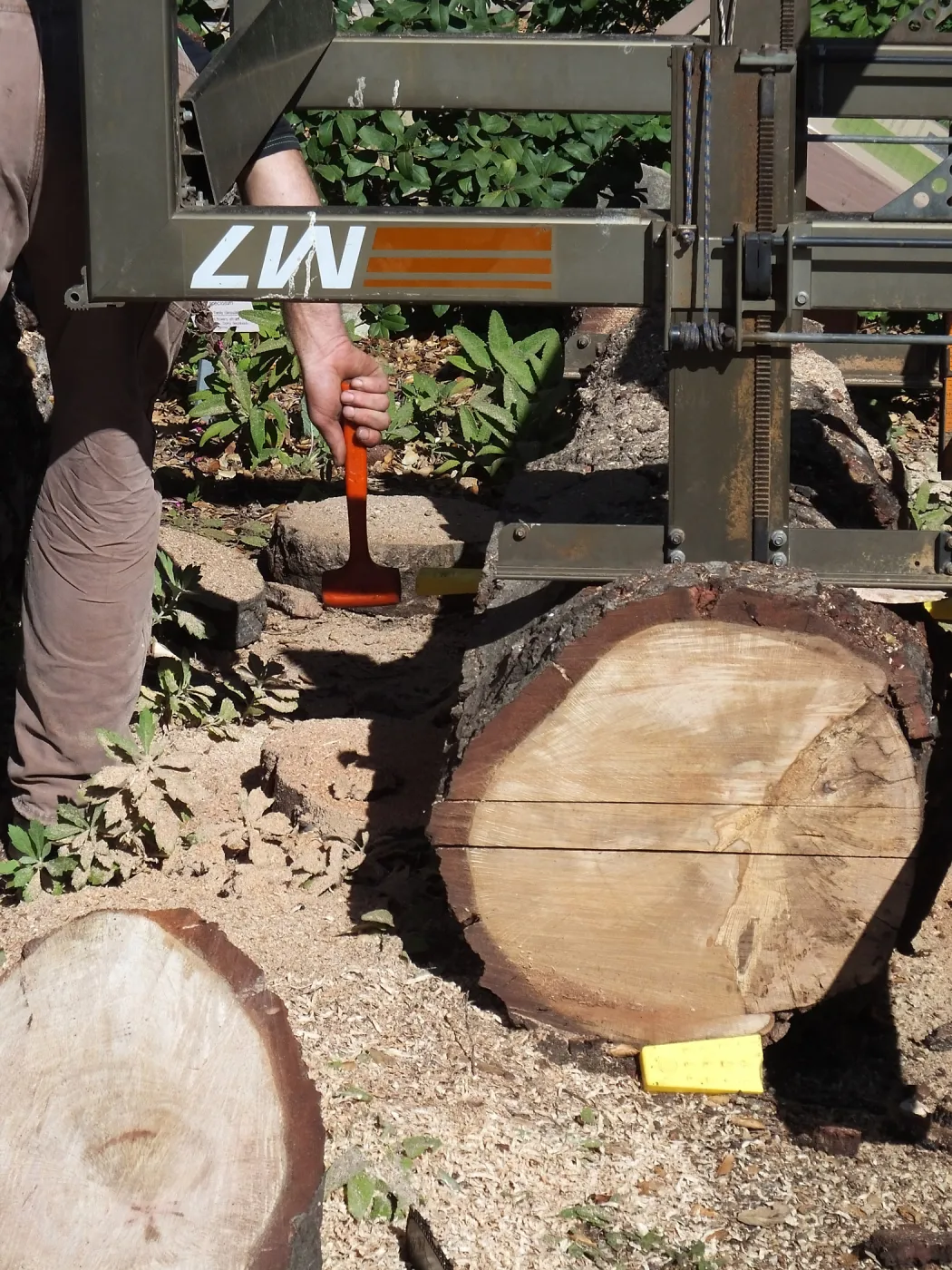 Trunk of former Cottage Oak (Coastal Live Oak) being milled into slabs by Ed Smith of Local Wood