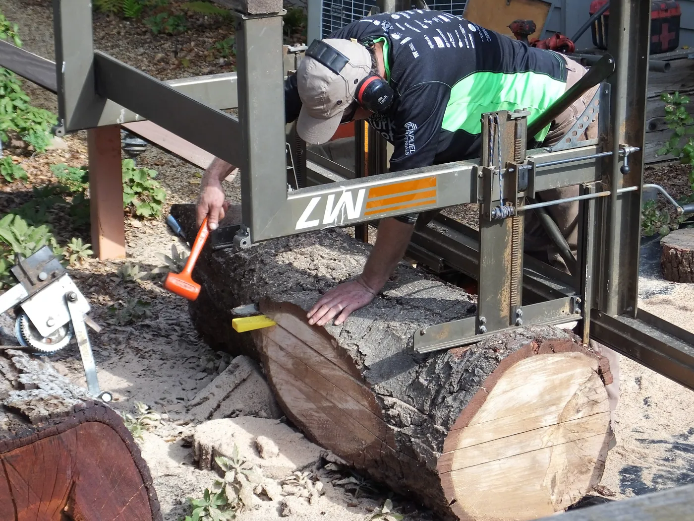 Trunk of former Cottage Oak (Coastal Live Oak) being milled into slabs by Ed Smith of Local Wood