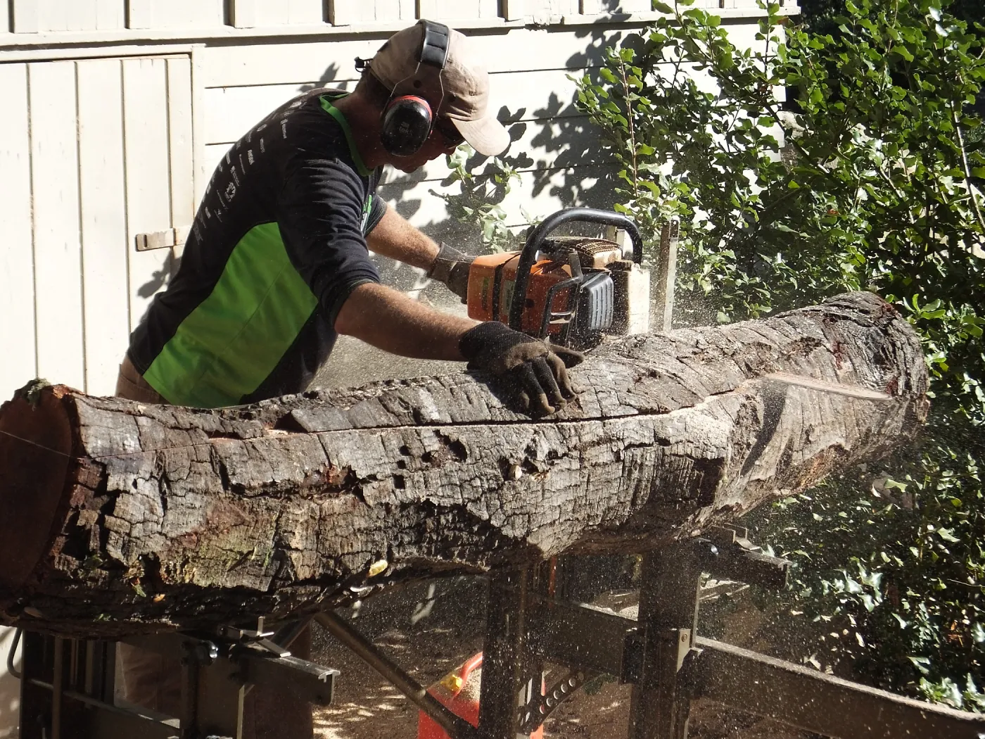Trunk of former Cottage Oak (Coastal Live Oak) being milled into slabs by Ed Smith of Local Wood