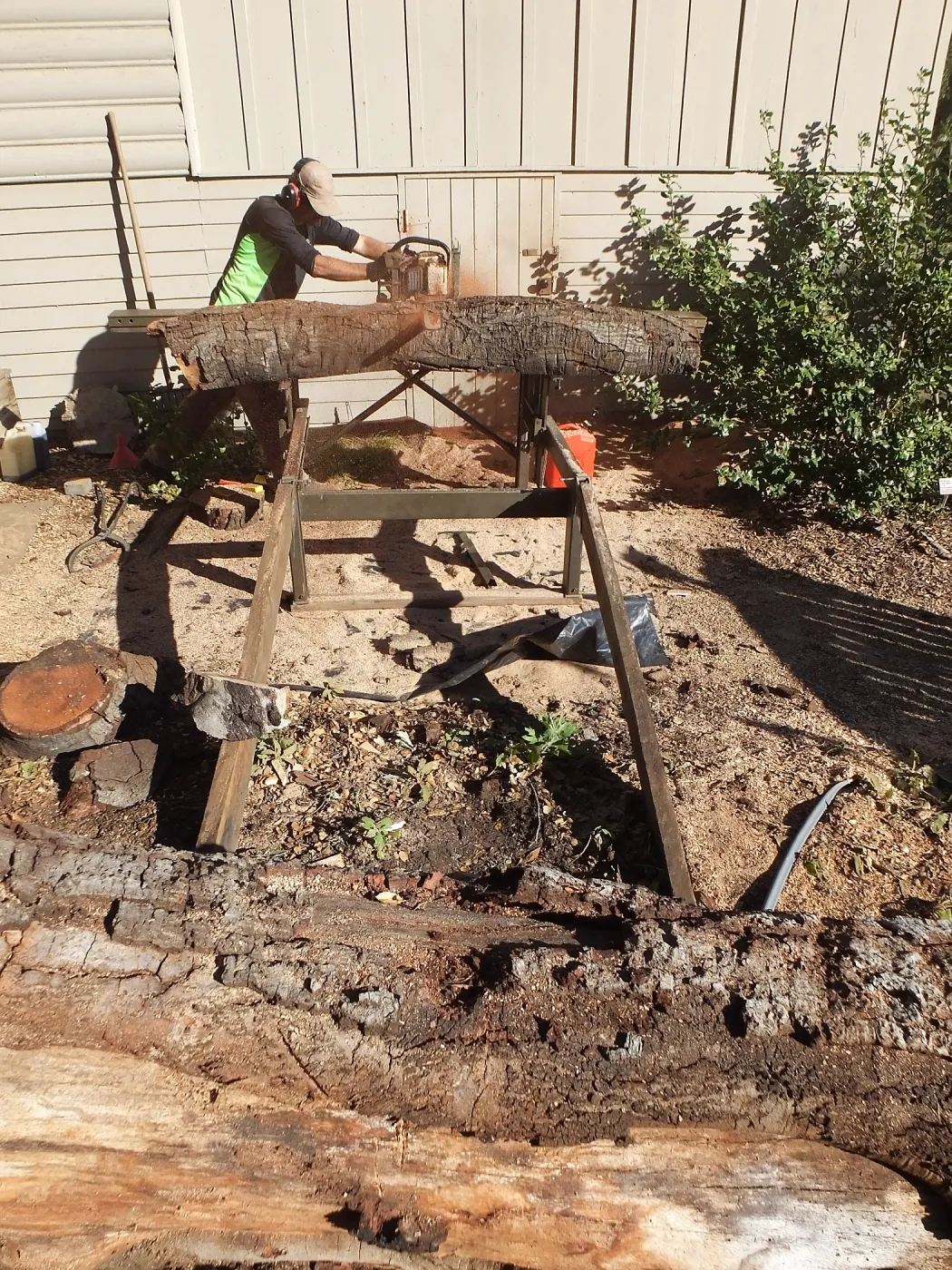 Trunk of former Cottage Oak (Coastal Live Oak) being milled into slabs by Ed Smith of Local Wood