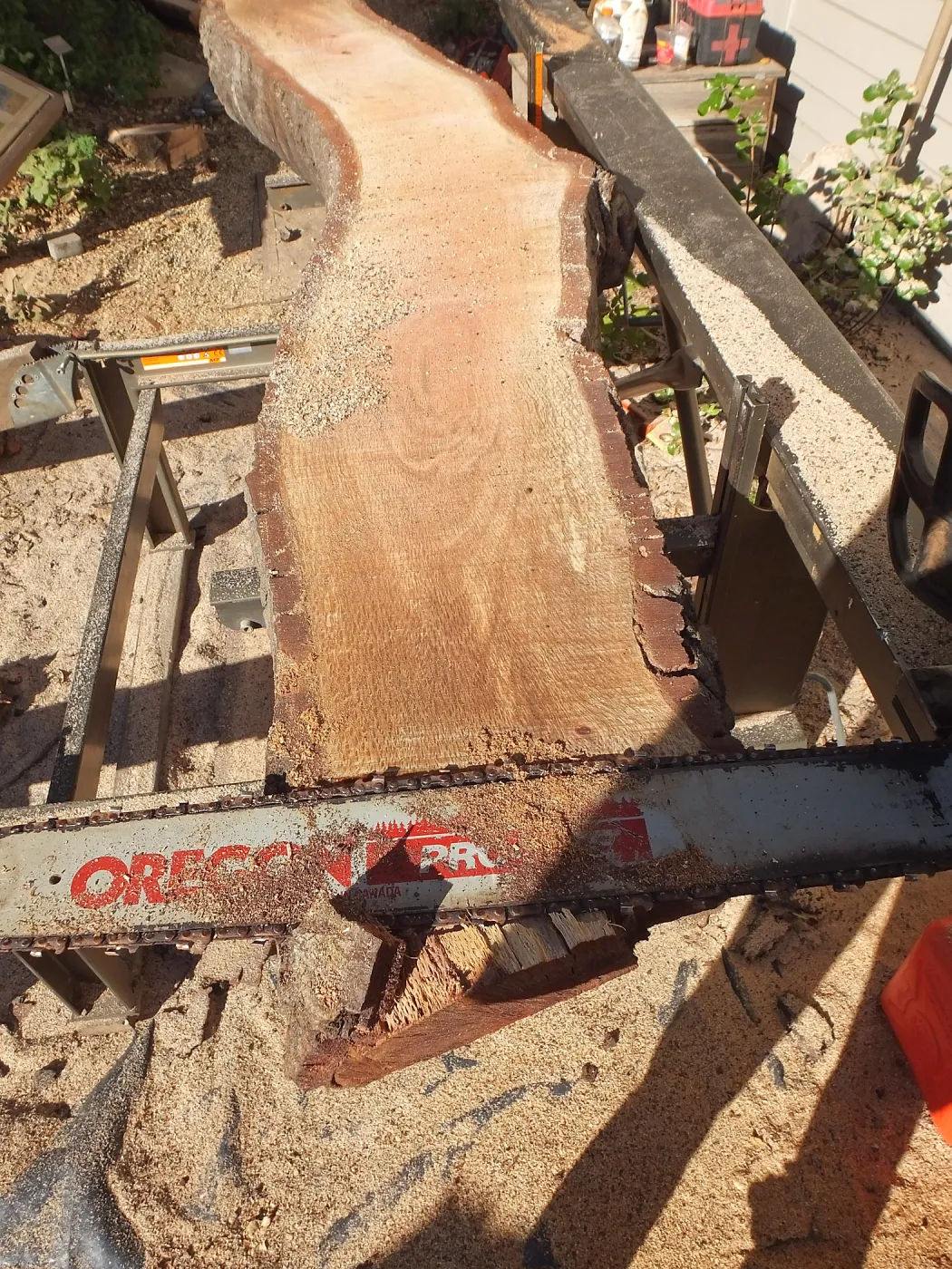 Trunk of former Cottage Oak (Coastal Live Oak) being milled into slabs by Ed Smith of Local Wood