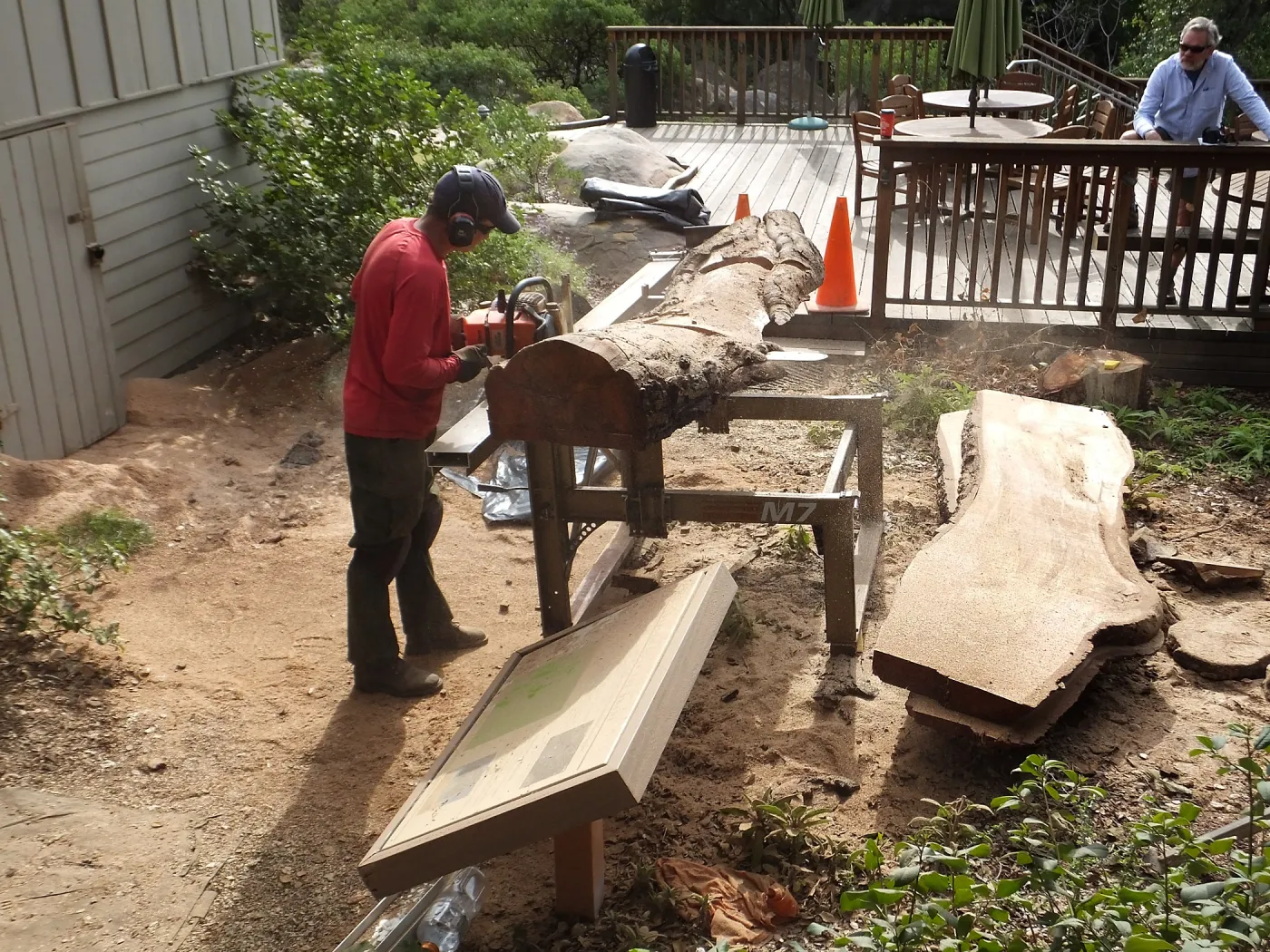 Trunk of former Cottage Oak (Coastal Live Oak) being milled into slabs by Ed Smith of Local Wood