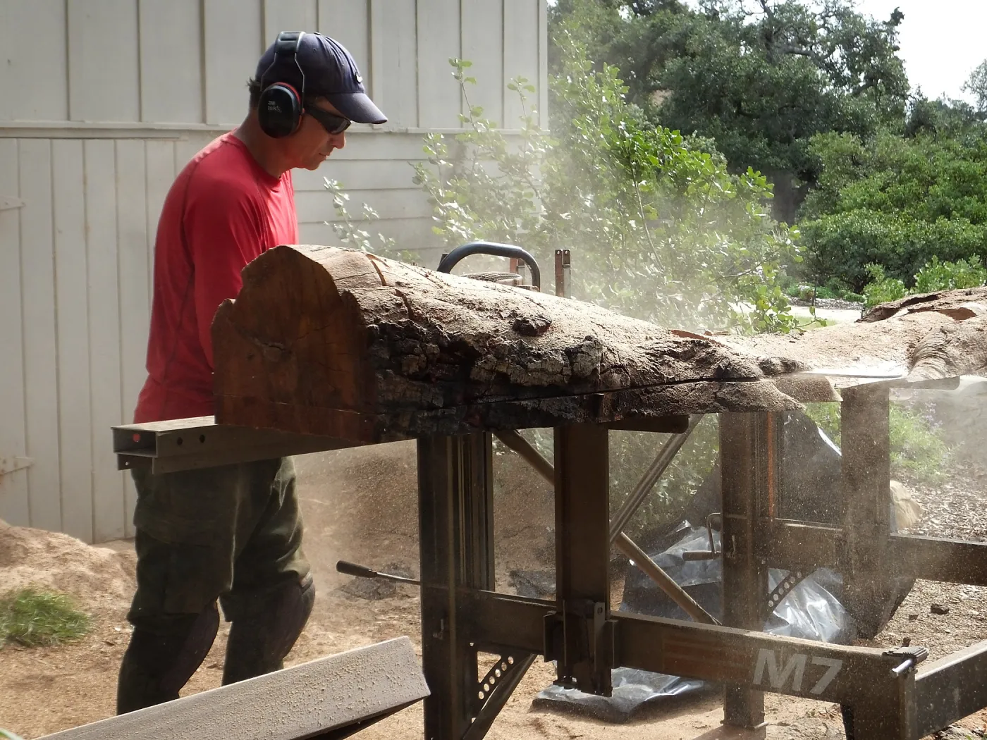 Trunk of former Cottage Oak (Coastal Live Oak) being milled into slabs by Ed Smith of Local Wood