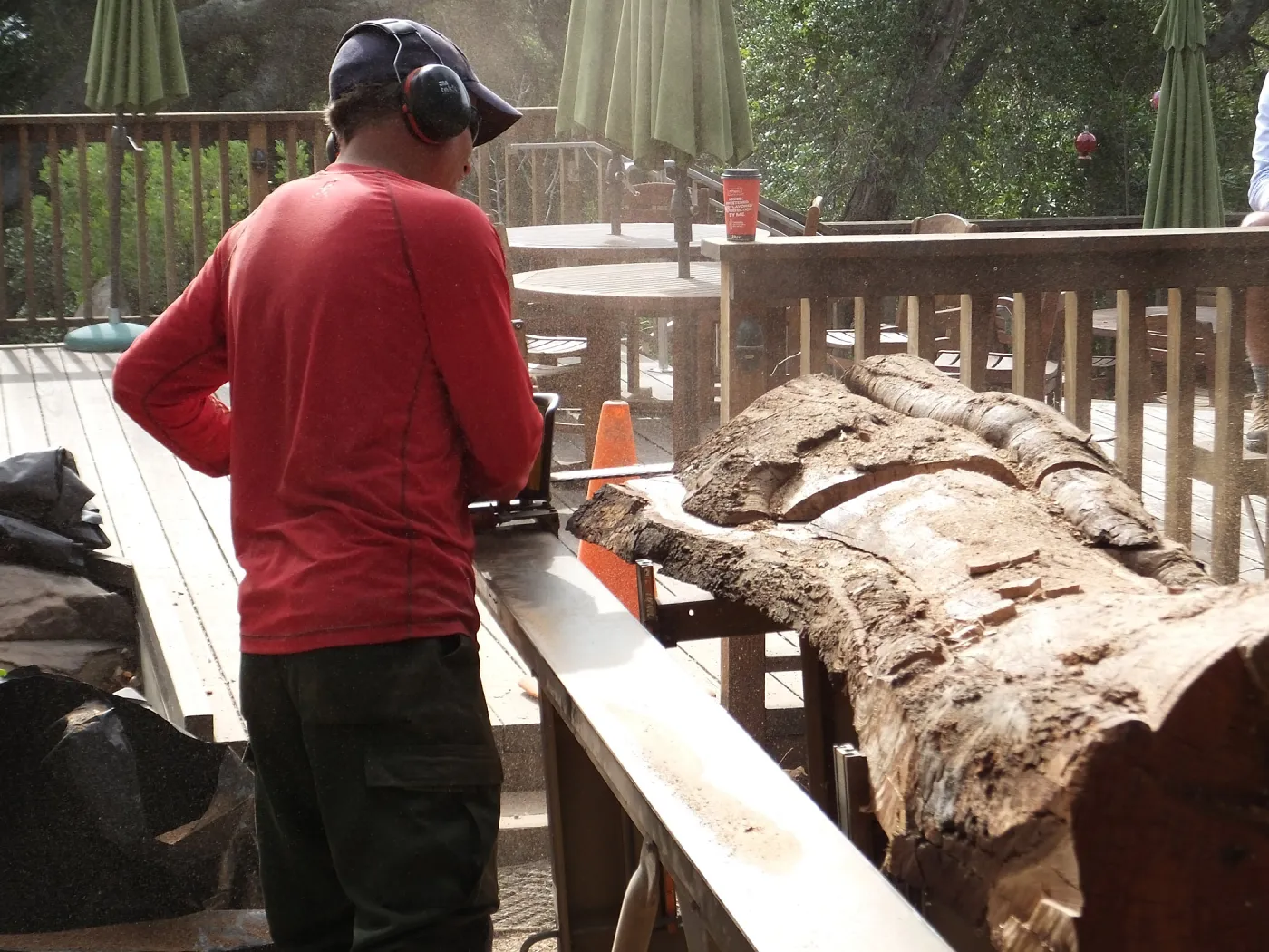 Trunk of former Cottage Oak (Coastal Live Oak) being milled into slabs by Ed Smith of Local Wood