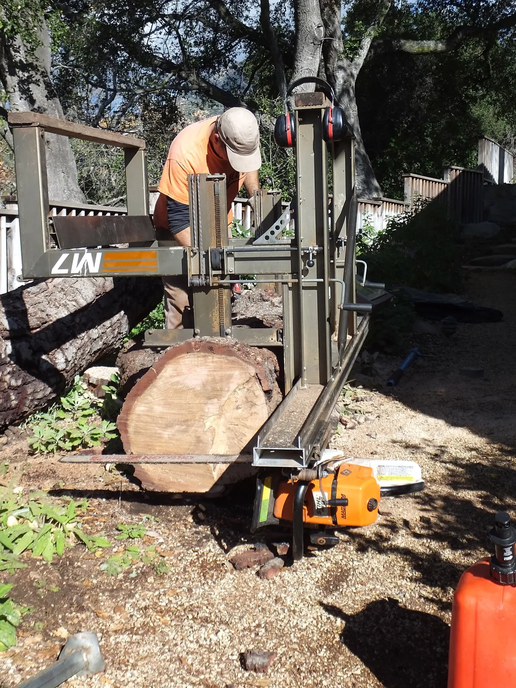 Trunk of former Cottage Oak (Coastal Live Oak) being milled into slabs by Ed Smith of Local Wood