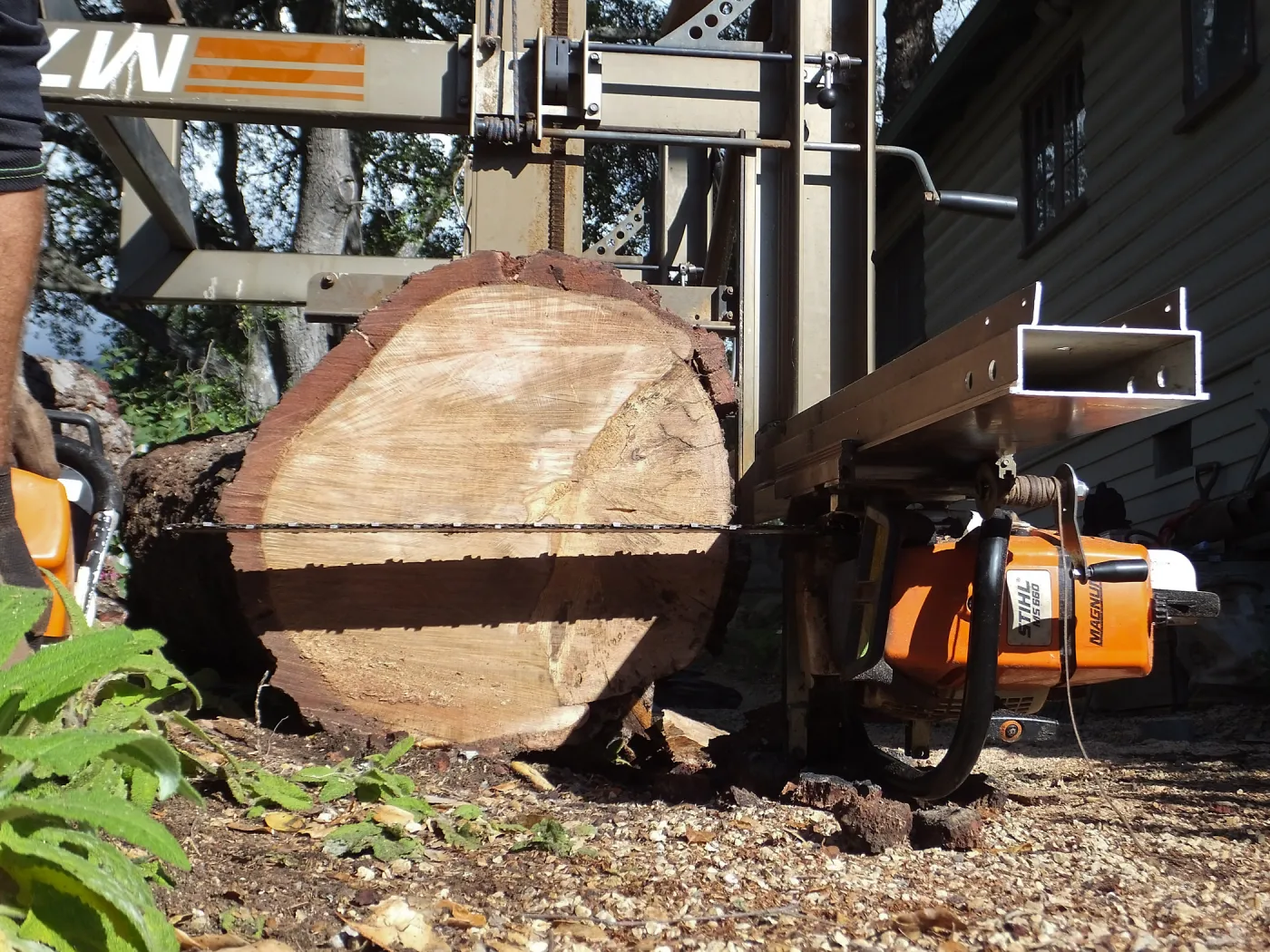 Trunk of former Cottage Oak being milled into slabs