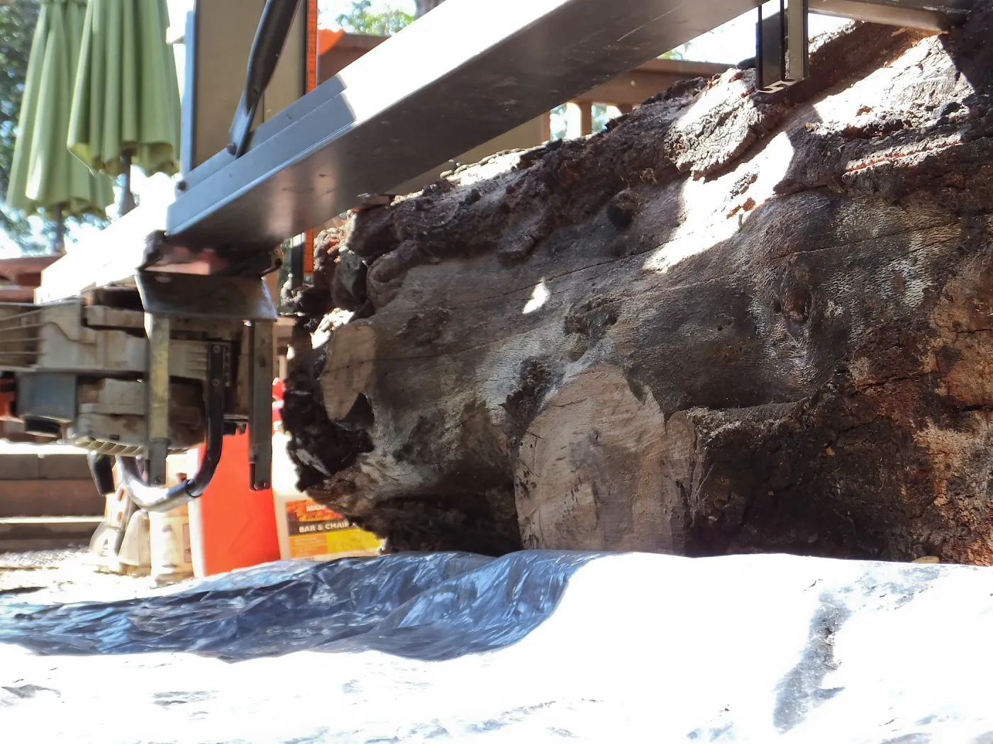 Trunk of former Cottage Oak being milled into slabs
