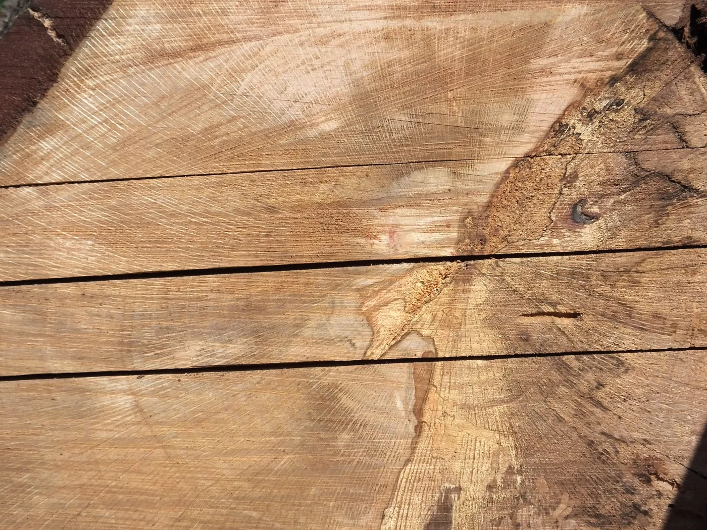 Trunk of former Cottage Oak being milled into slabs