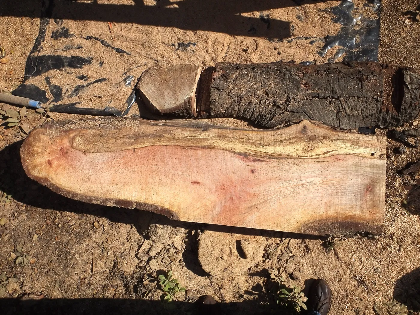 Trunk of former Cottage Oak being milled into slabs