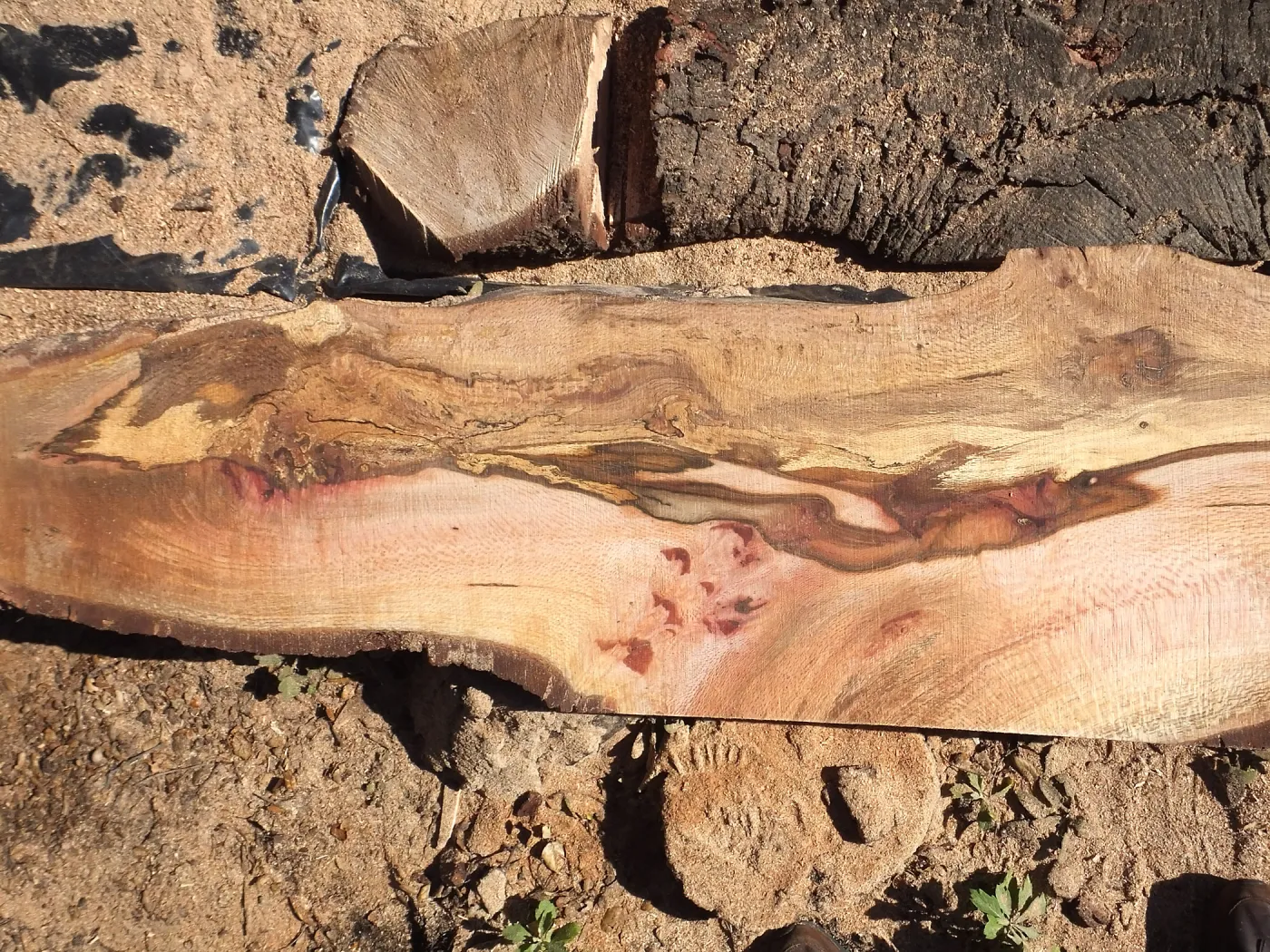 Trunk of former Cottage Oak being milled into slabs