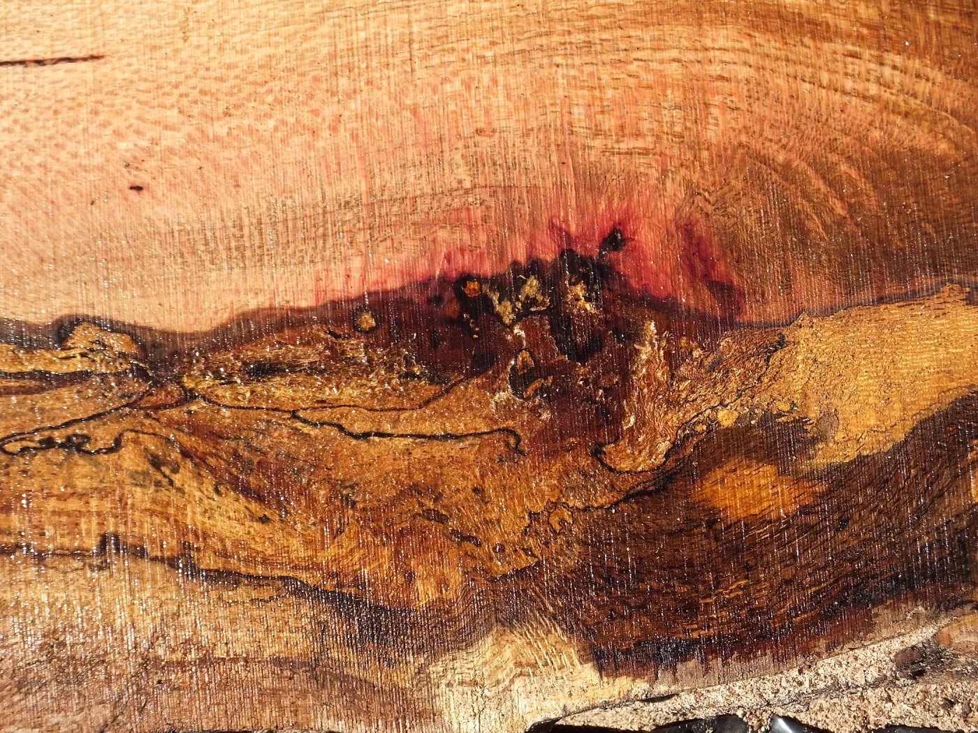 Trunk of former Cottage Oak being milled into slabs