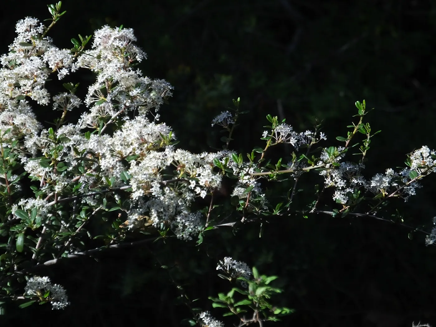 Ceanothus (California Lilac) below Cottage Deck